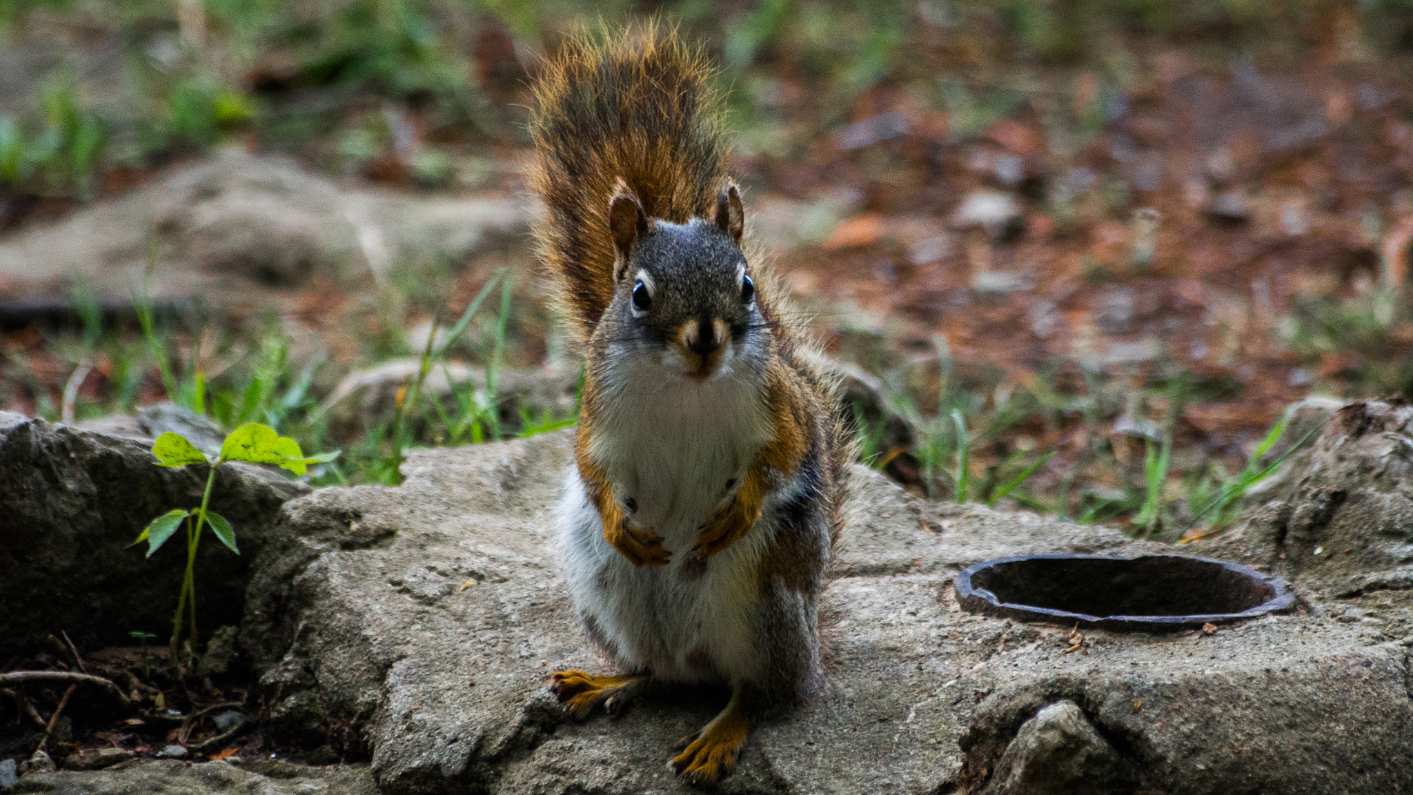 Olympus PEN E-PL5 sample photo. Squirrel photography