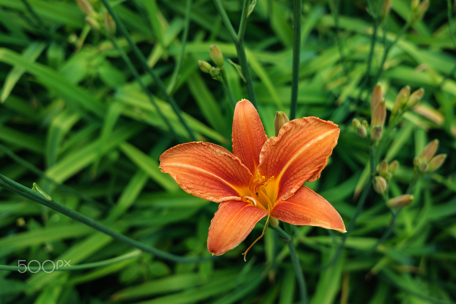 Sony Alpha NEX-6 + Sony E 20mm F2.8 sample photo. Just flower photography