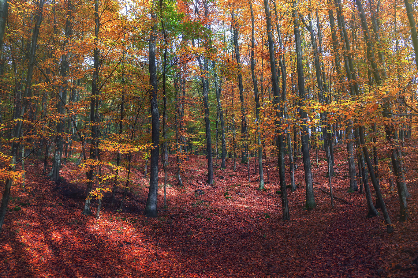 Nikon D3200 sample photo. Autumn colors 5..! photography