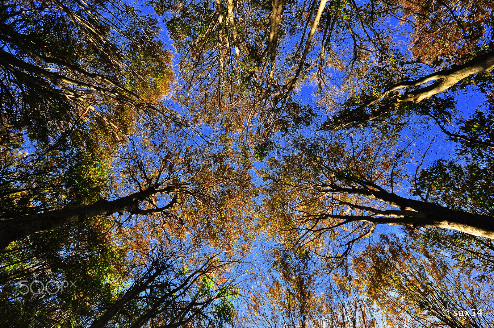 Sigma 10-20mm F4-5.6 EX DC HSM sample photo. Looking upward photography