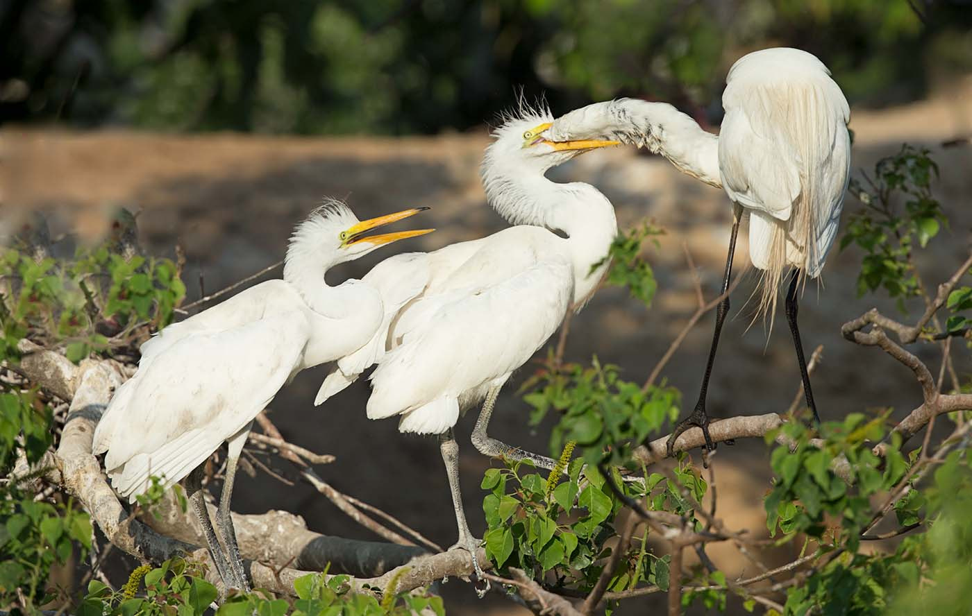 Canon EF 500mm F4L IS II USM sample photo. Egret juveniles feeding photography