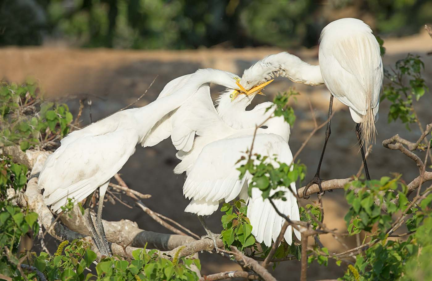 Canon EF 500mm F4L IS II USM sample photo. Egret juveniles feeding photography