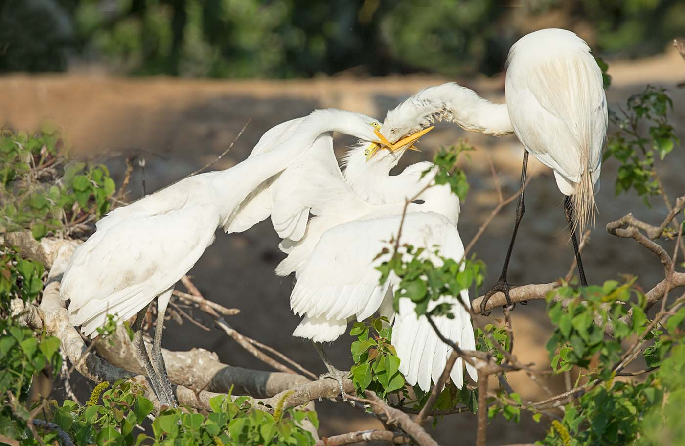 Canon EOS-1D X + Canon EF 500mm F4L IS II USM sample photo. Egret juveniles feeding photography