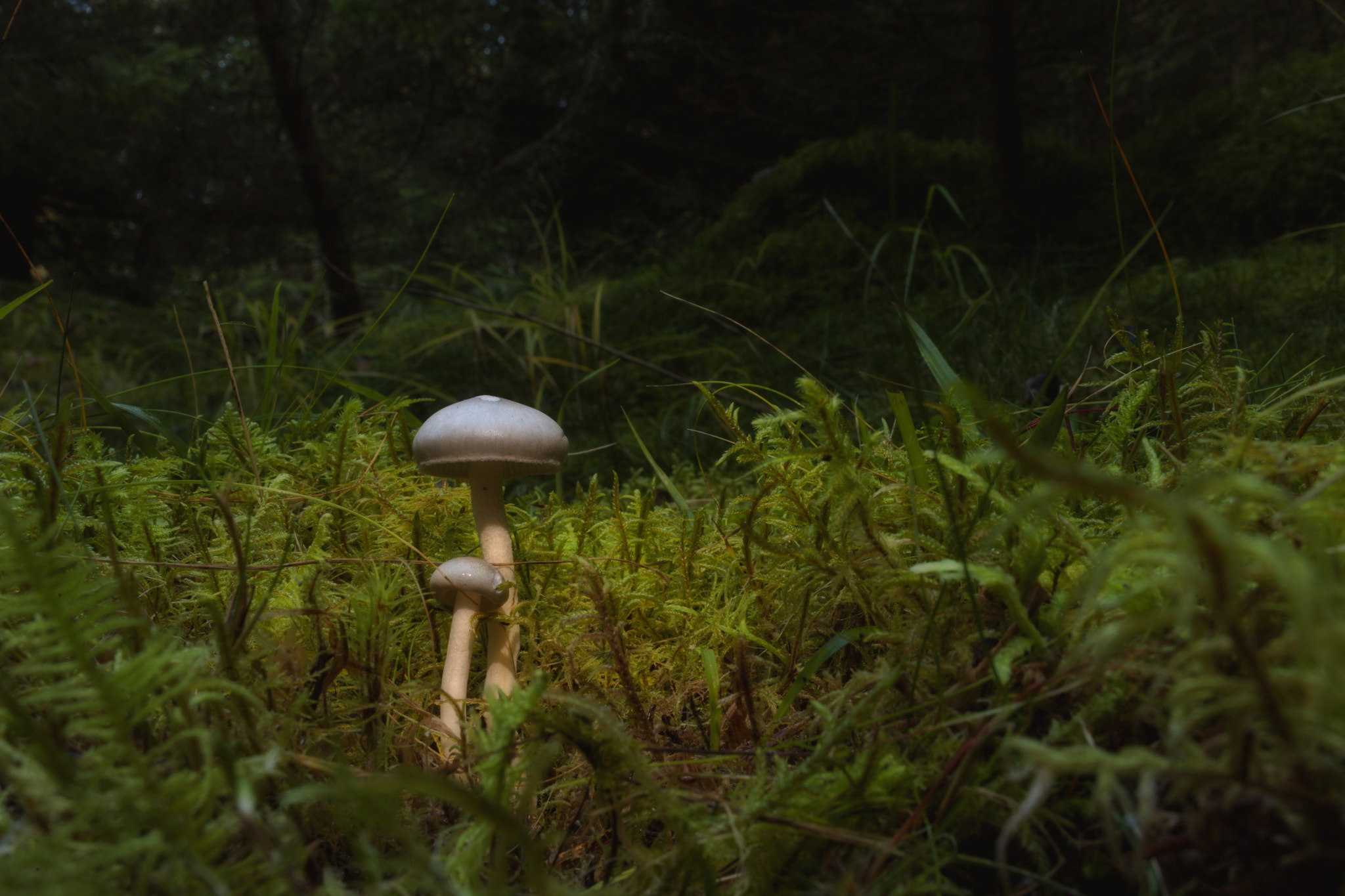 Canon EOS 5D Mark II + ZEISS Distagon T* 35mm F2 sample photo. Mushrooms in the fall photography