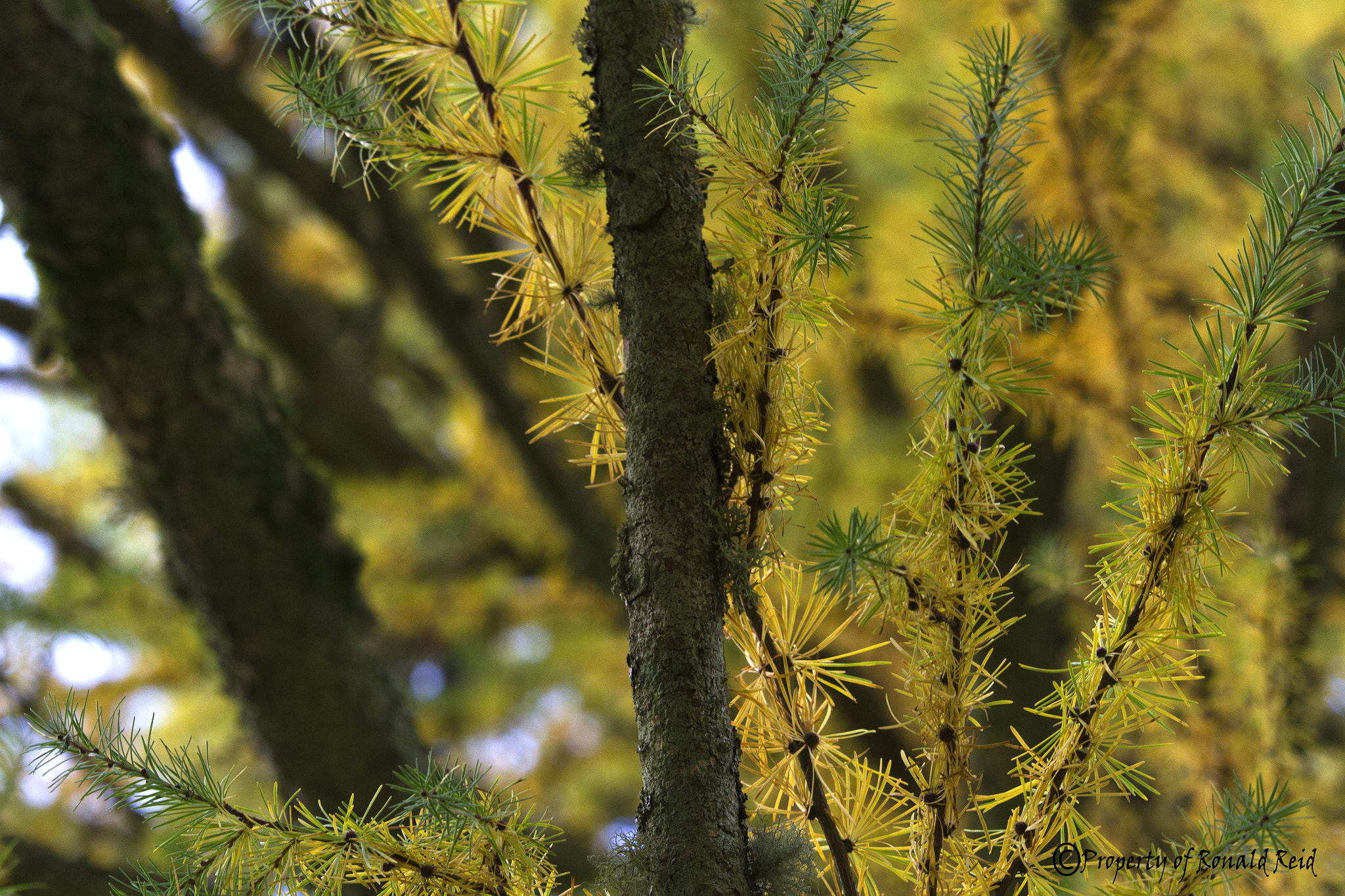 Canon EF-S 55-250mm F4-5.6 IS STM sample photo. Fir tree photography