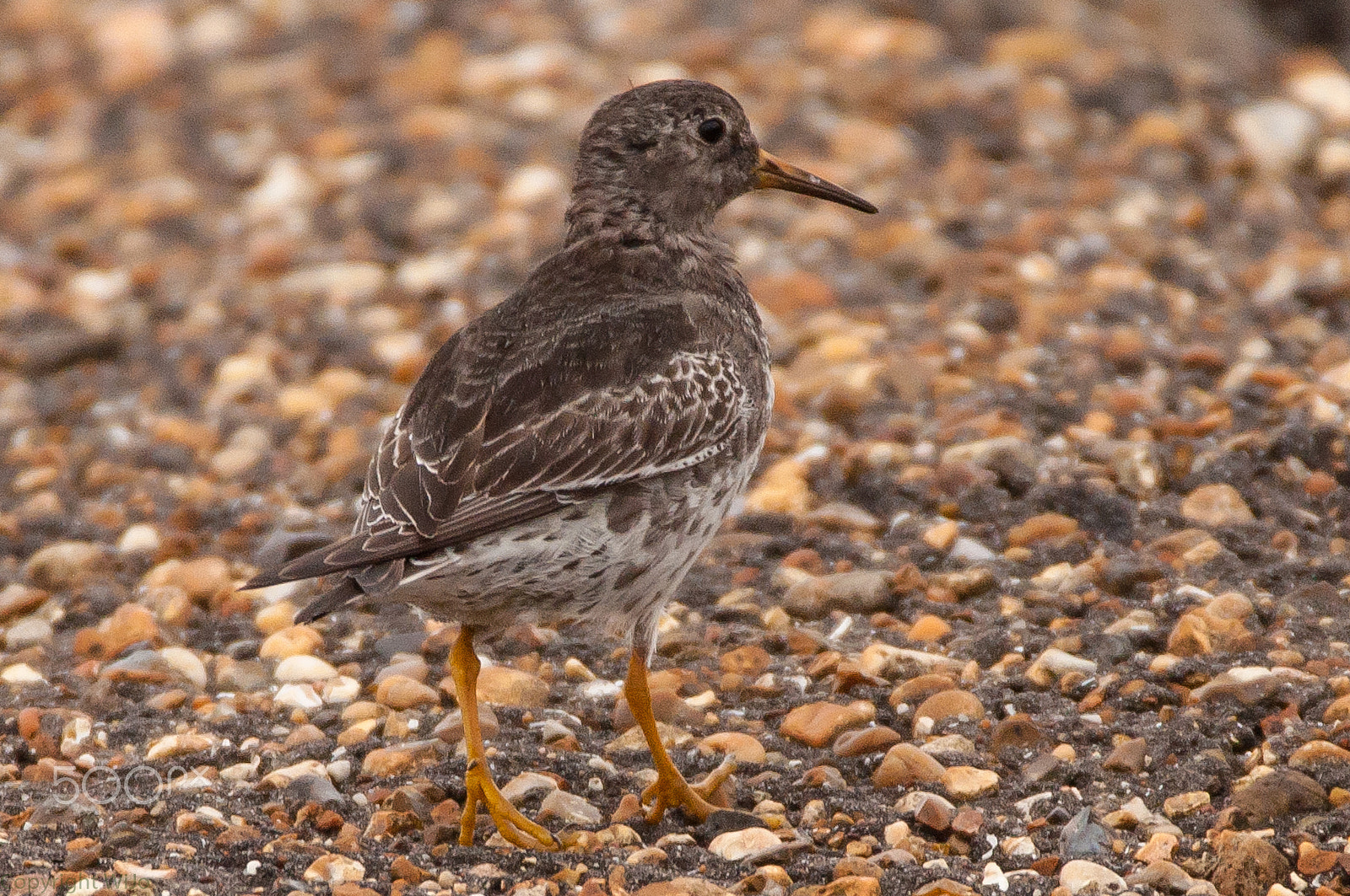 Sigma 150-600mm F5-6.3 DG OS HSM | C sample photo. Purple sandpiper / paarse strandloper photography