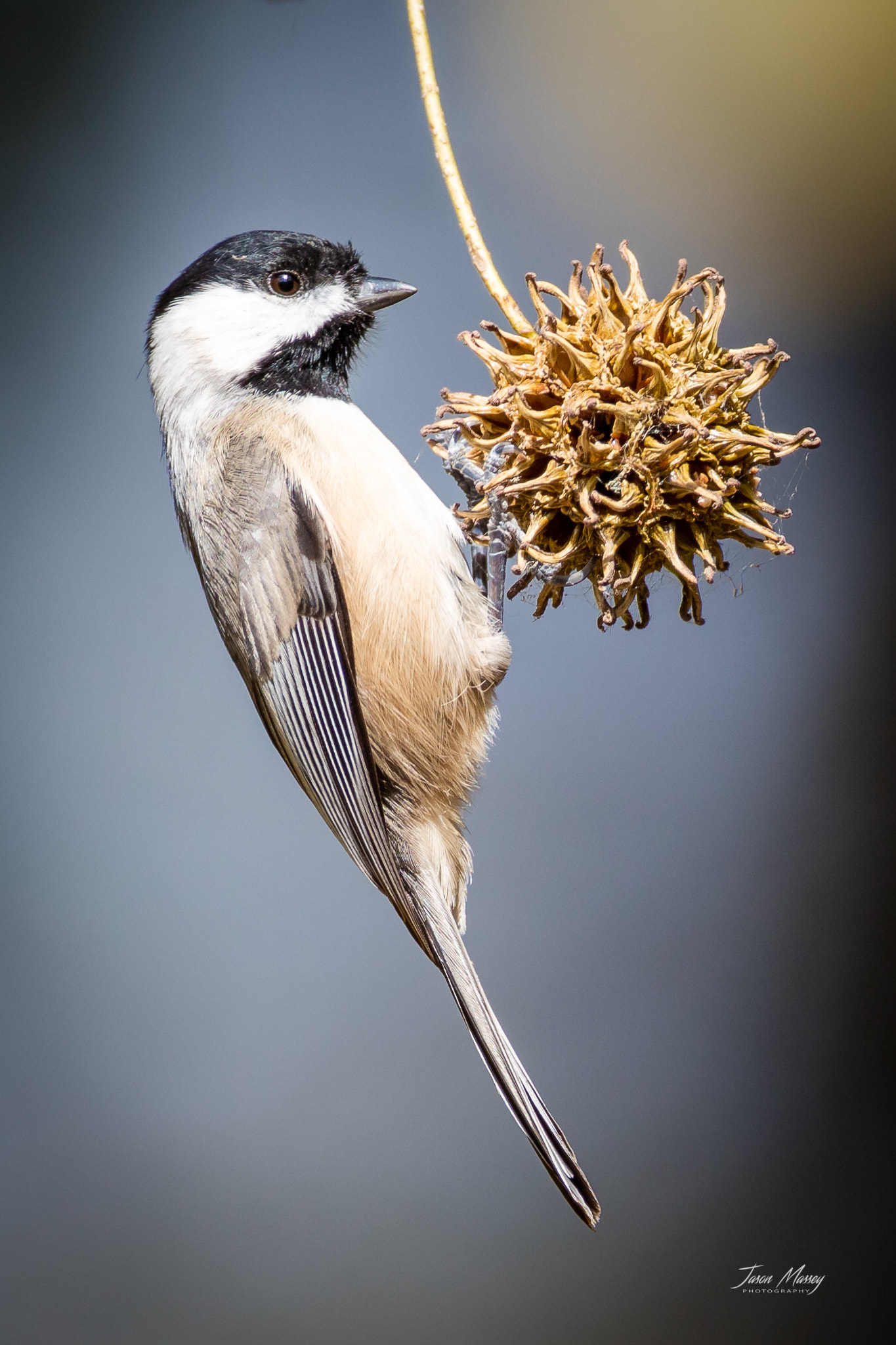 Canon EOS 5DS R + Canon EF 500mm F4L IS USM sample photo. Carolina chickadee photography