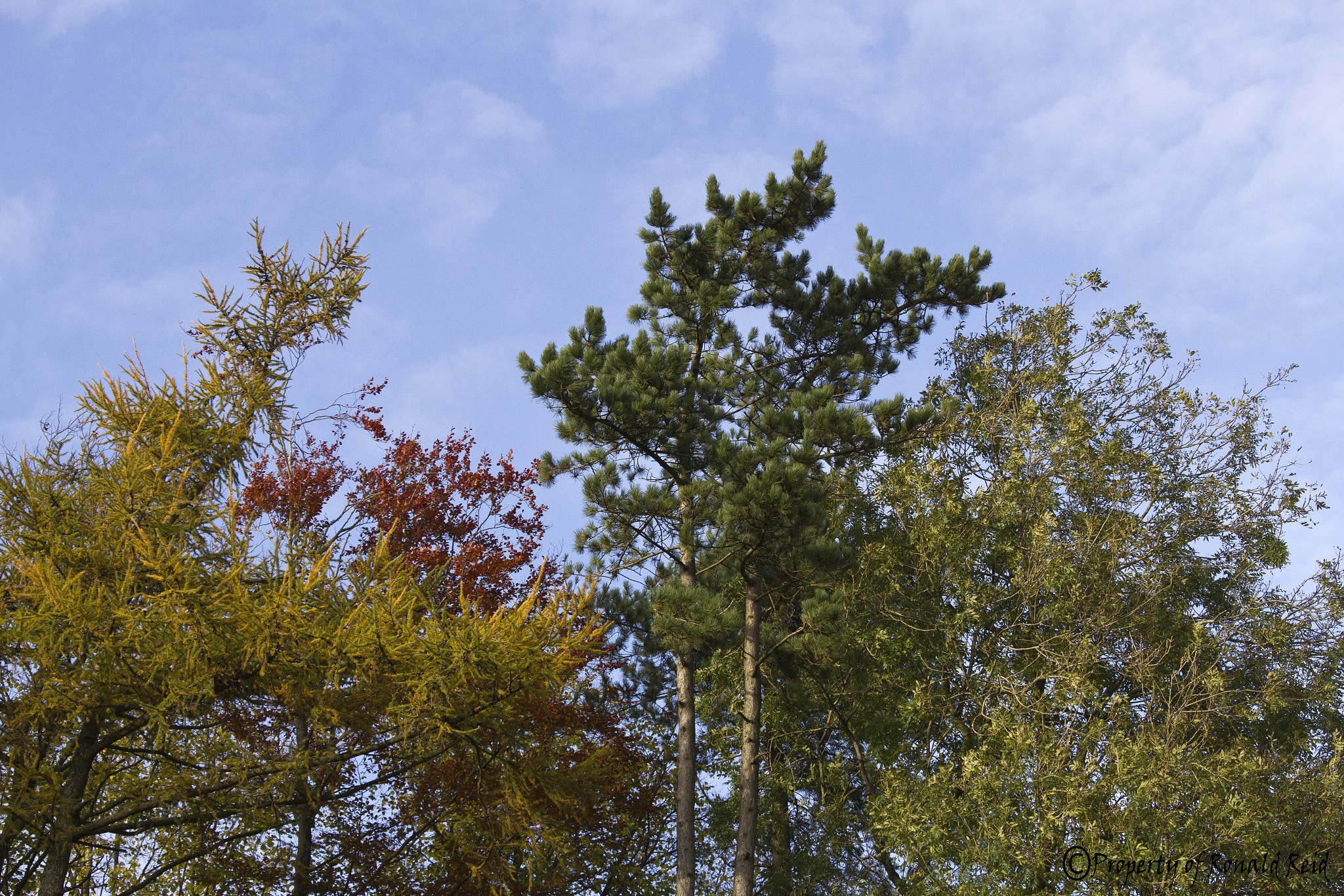 Canon EF-S 55-250mm F4-5.6 IS STM sample photo. Woodland trees photography