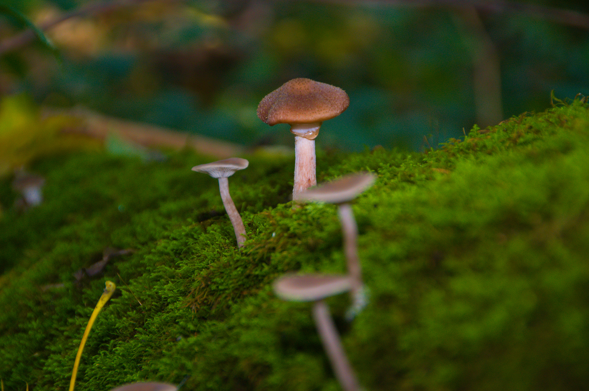 Nikon D3100 + Sigma 18-250mm F3.5-6.3 DC OS HSM sample photo. Mushrooms photography