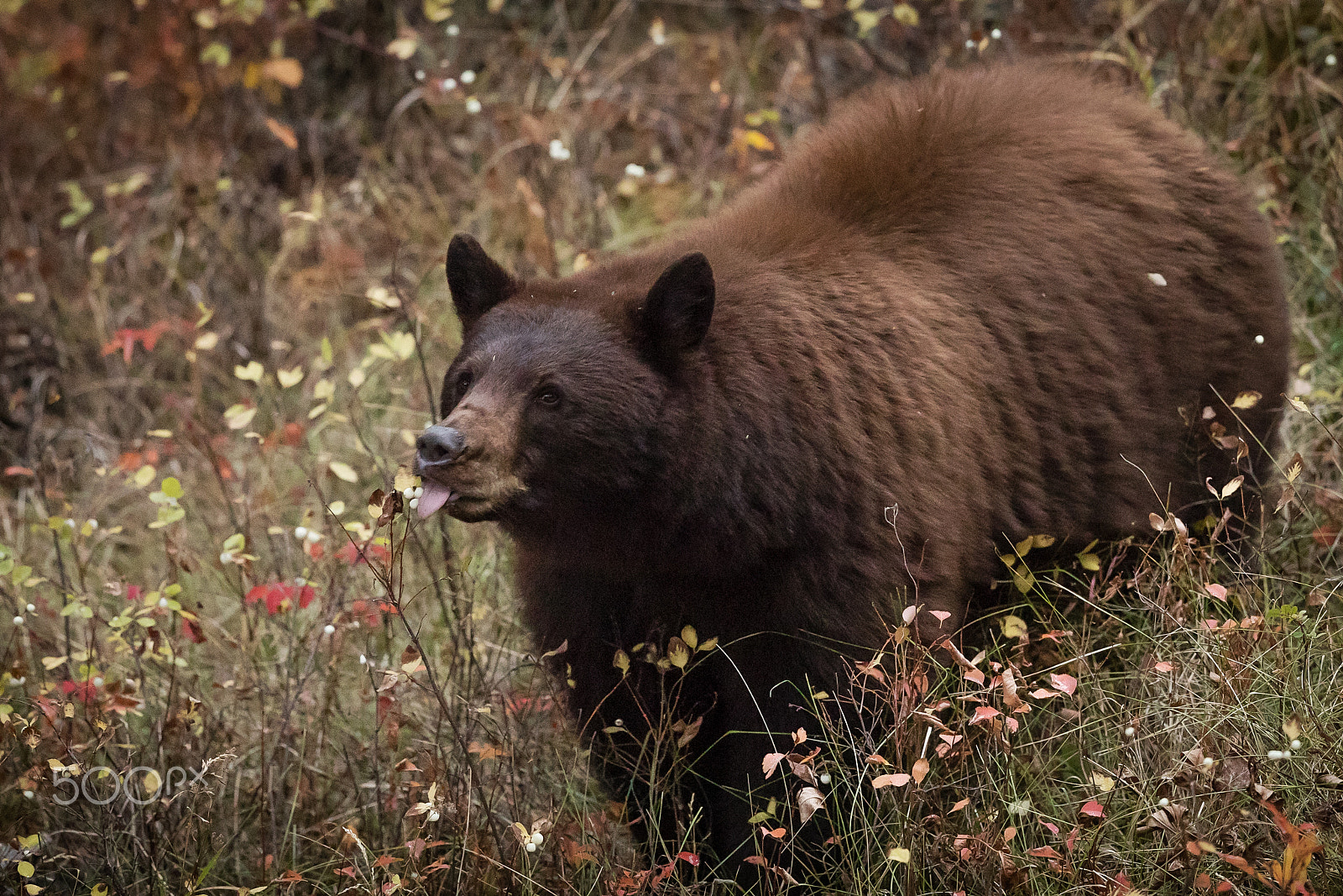 Canon EF 500mm F4L IS II USM sample photo. Hold your tongue! photography