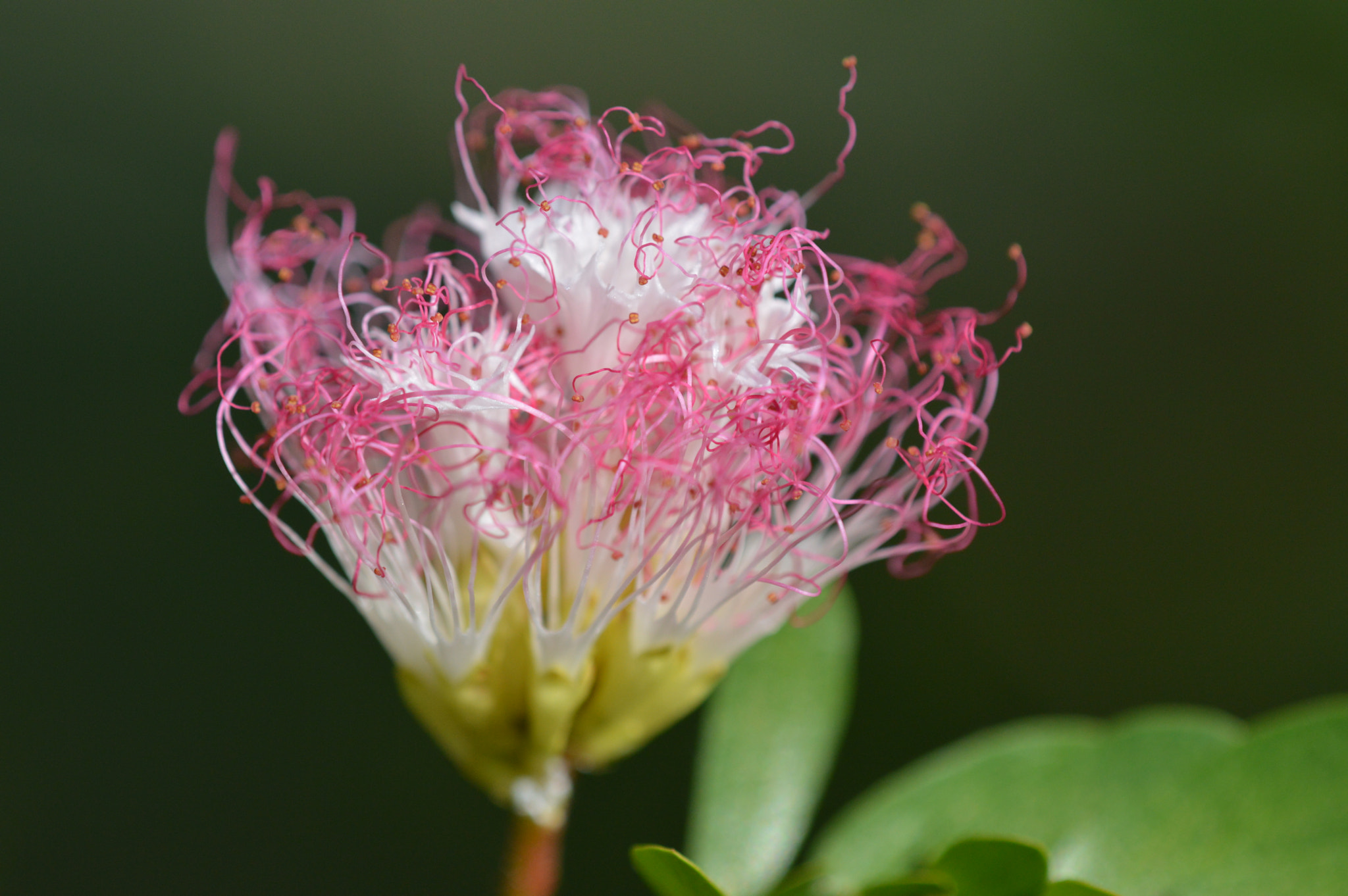 Nikon D3200 + Tamron SP AF 180mm F3.5 Di LD (IF) Macro sample photo. Wired flowers photography