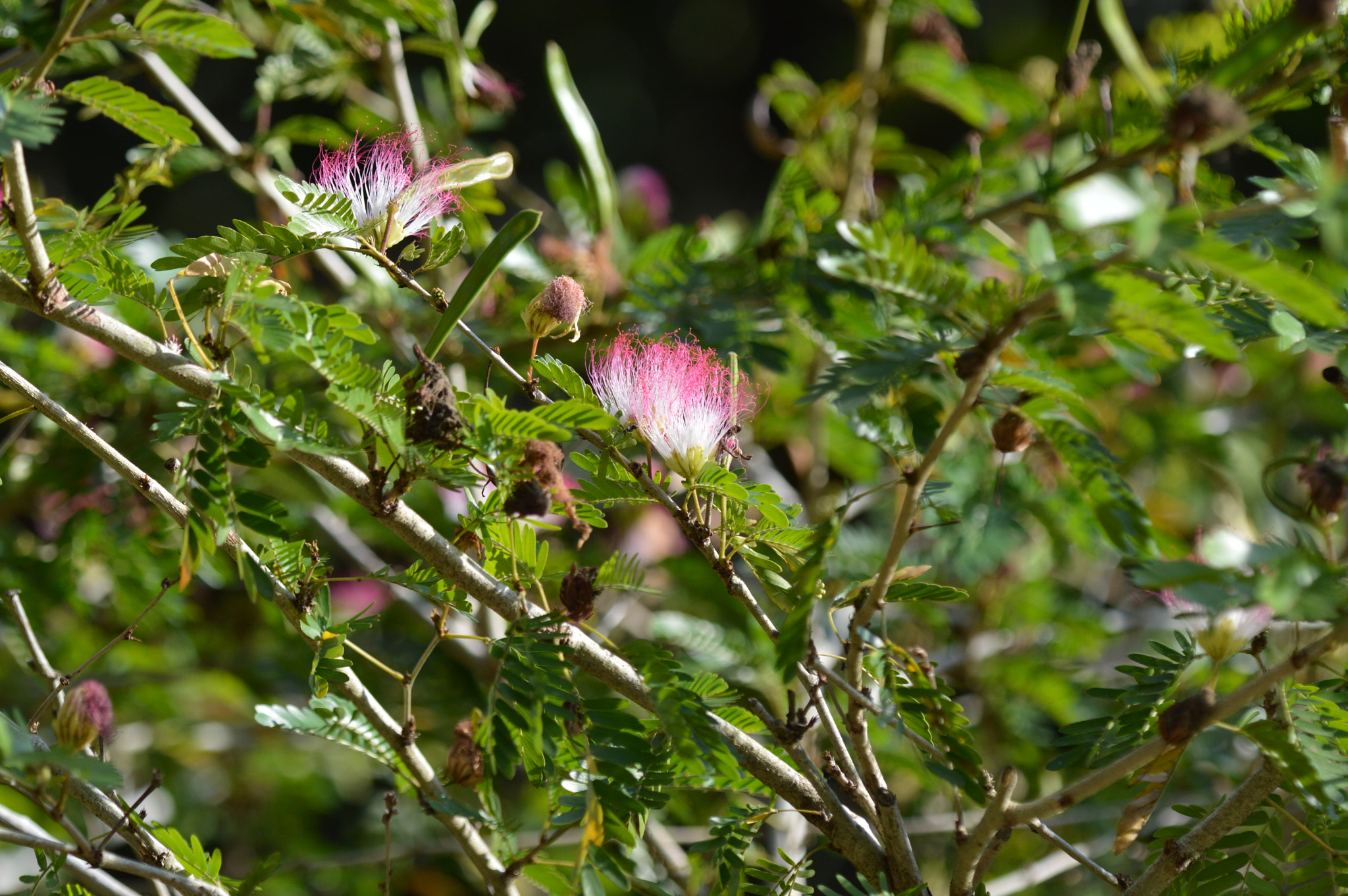 Nikon D3200 + Tamron SP AF 180mm F3.5 Di LD (IF) Macro sample photo. Wired flowers photography