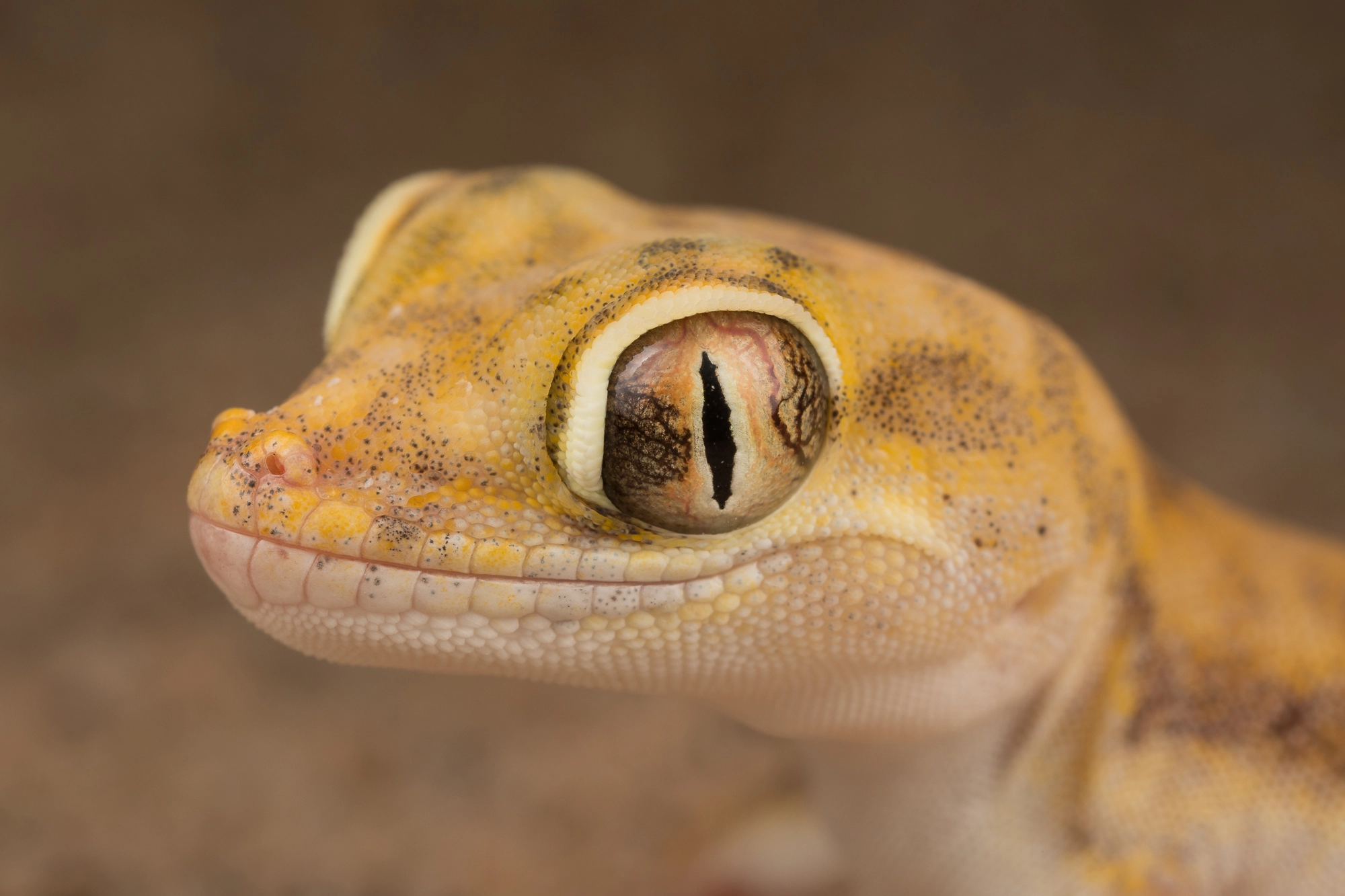 Canon MP-E 65mm F2.5 1-5x Macro Photo sample photo. Stenodactylus petrii photography