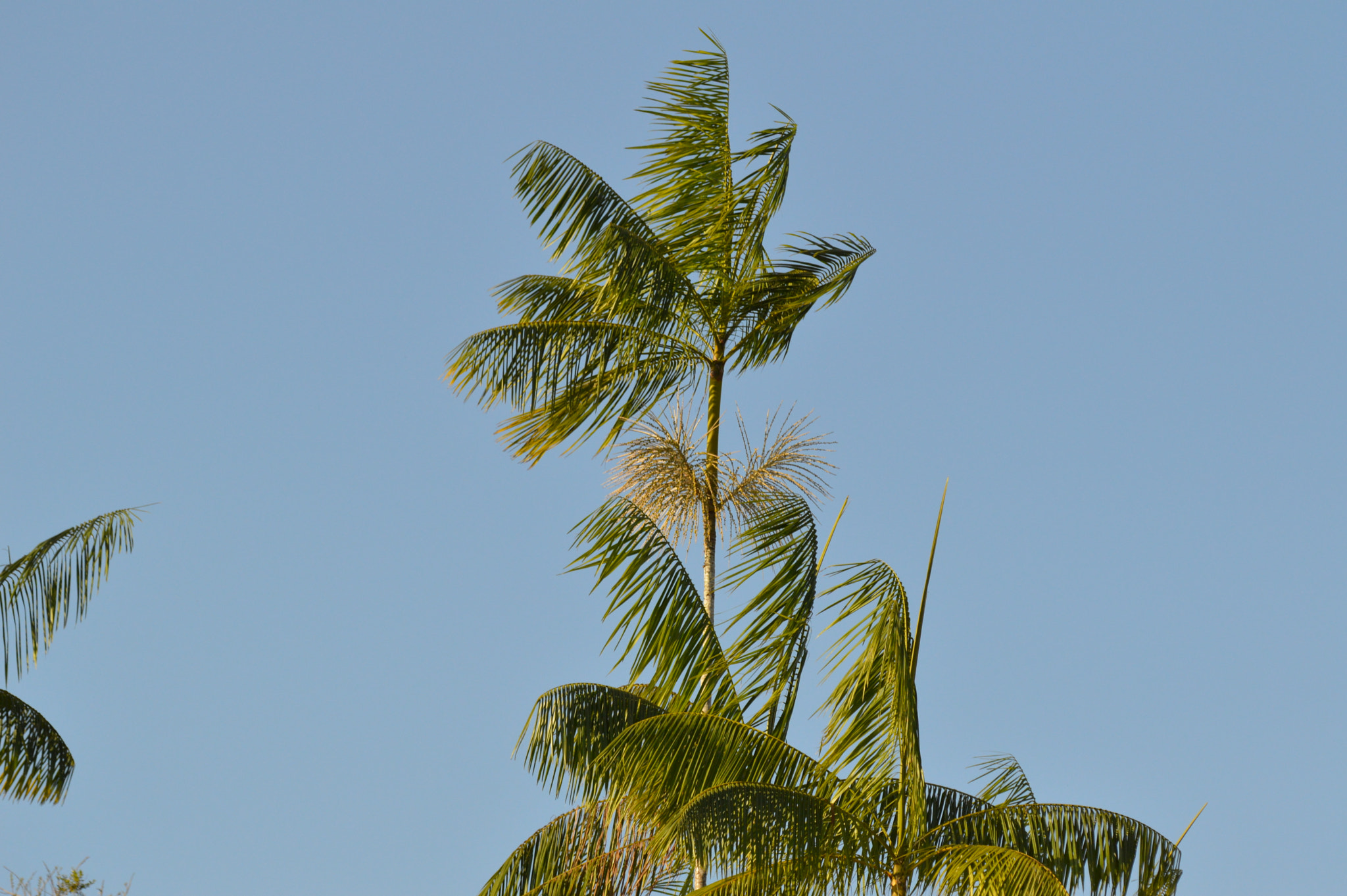 Nikon D3200 + Tamron SP AF 180mm F3.5 Di LD (IF) Macro sample photo. Palm tree photography