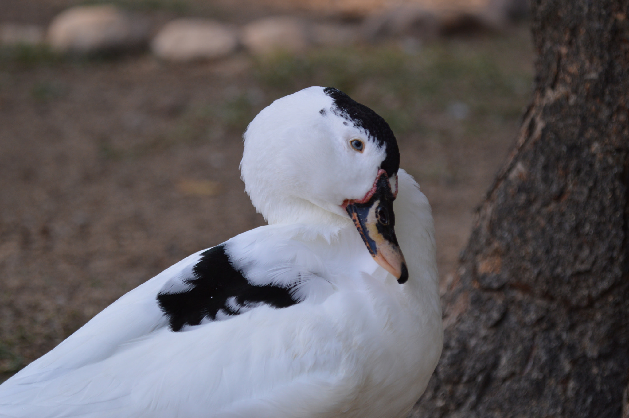 Nikon D3200 + Tamron SP AF 180mm F3.5 Di LD (IF) Macro sample photo. Goose photography