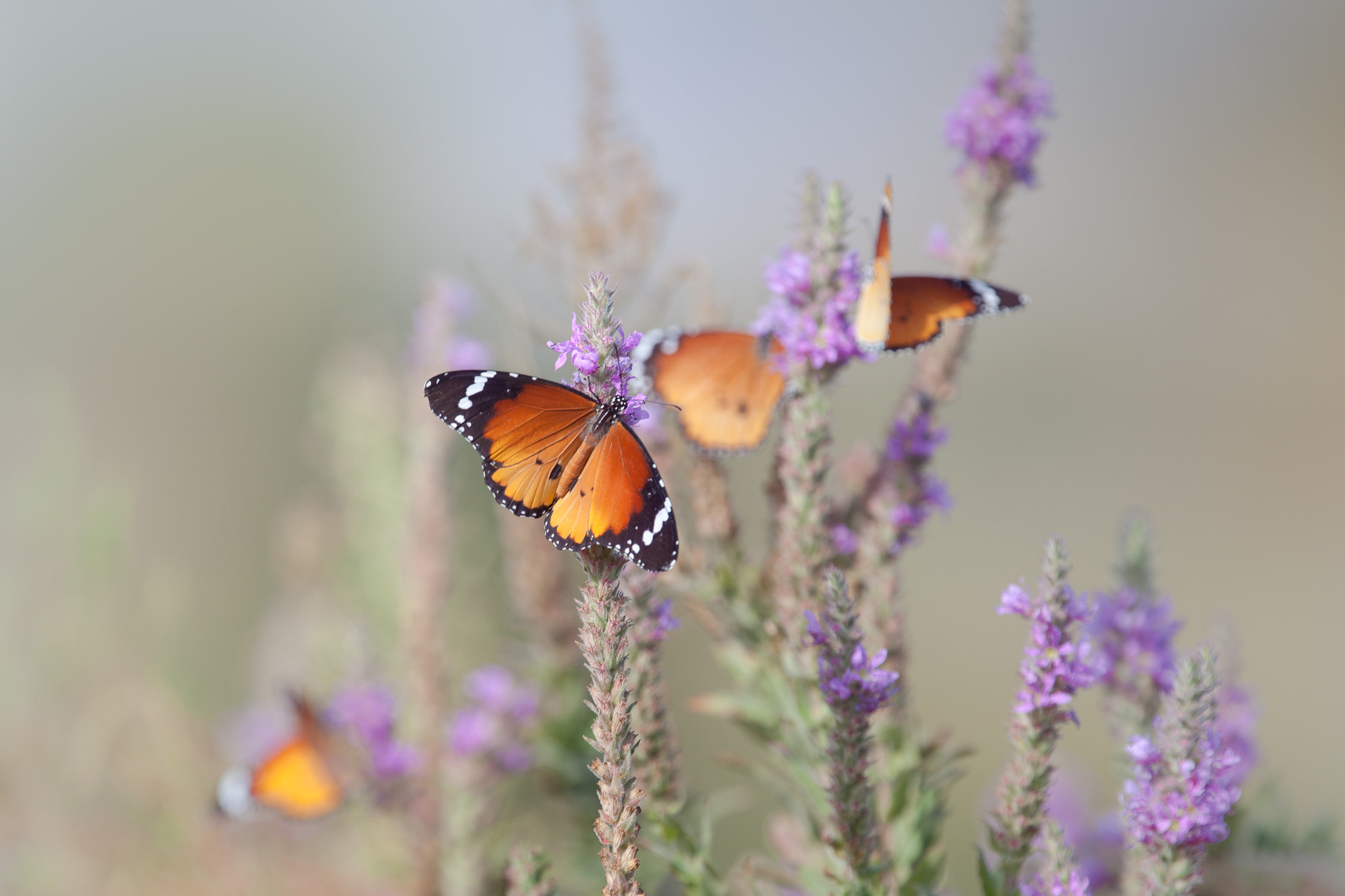 Canon EOS 5D Mark II + Canon EF 400mm F4.0 DO IS USM sample photo. Butterflies and flowers ... photography