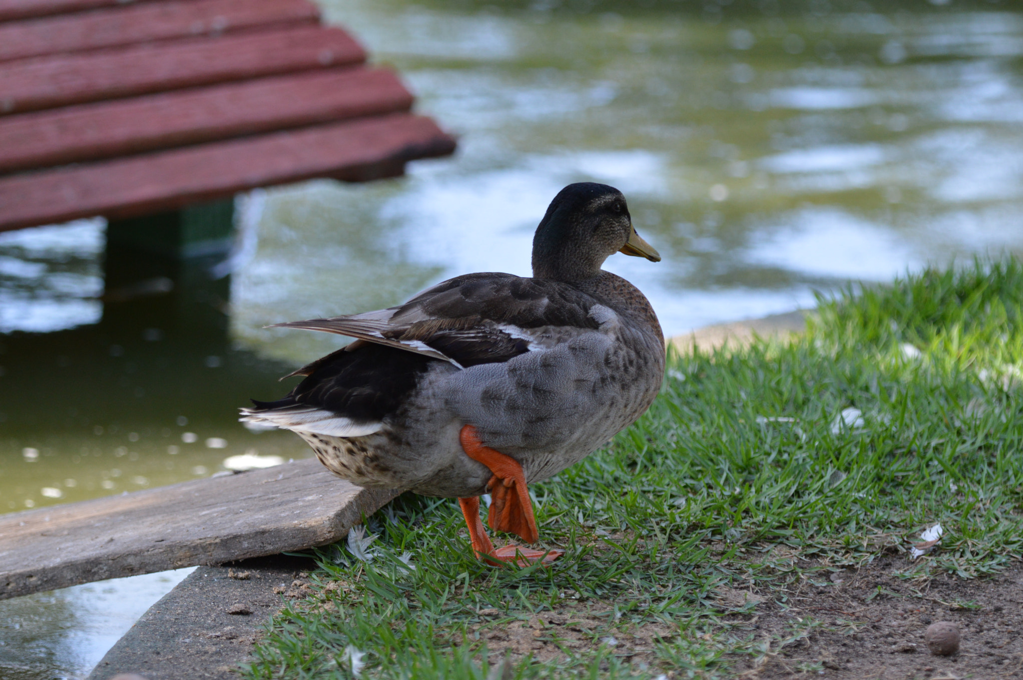 Nikon D3200 + Tamron SP AF 180mm F3.5 Di LD (IF) Macro sample photo. Duck photography