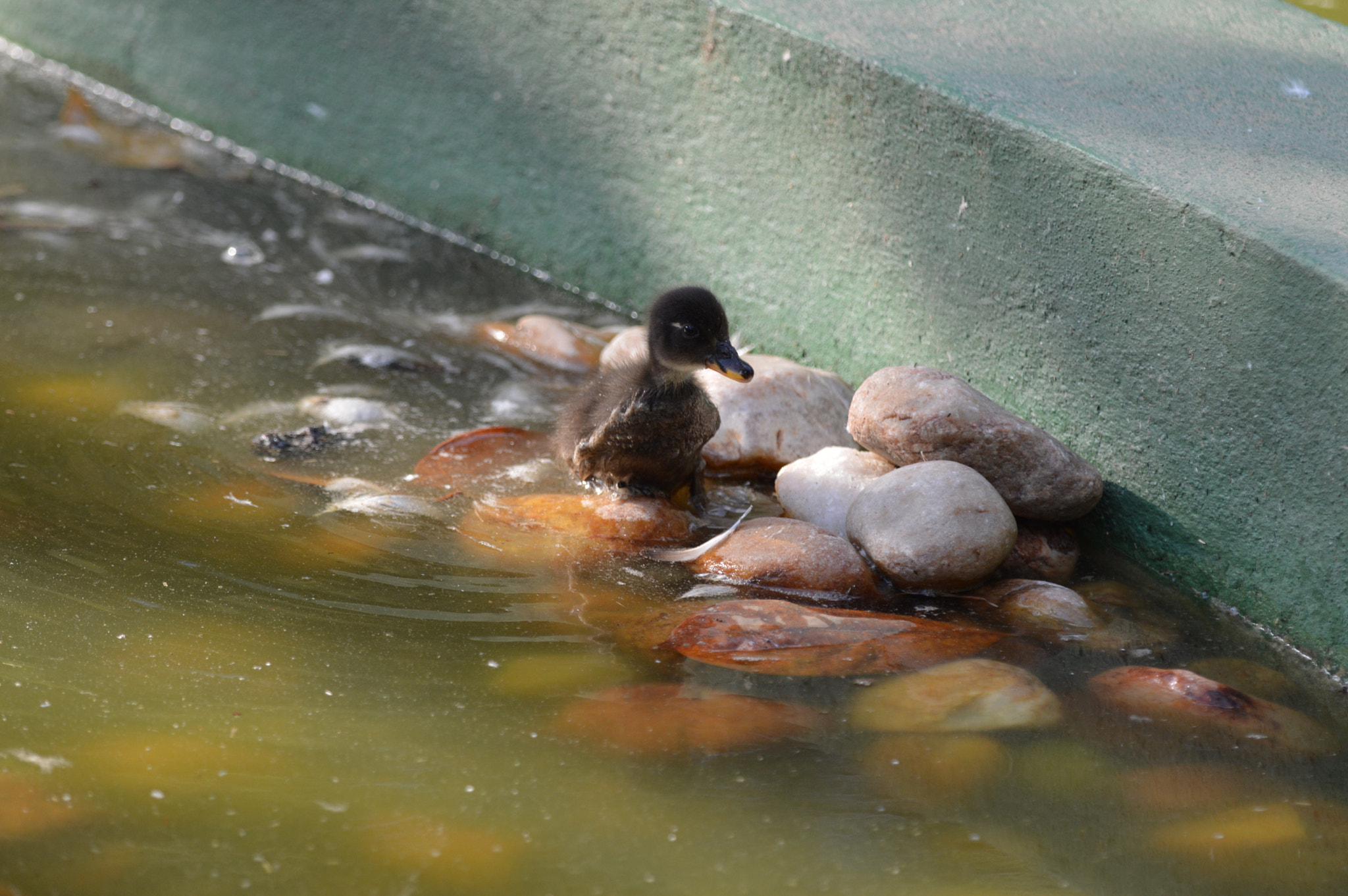 Nikon D3200 + Tamron SP AF 180mm F3.5 Di LD (IF) Macro sample photo. Duck photography