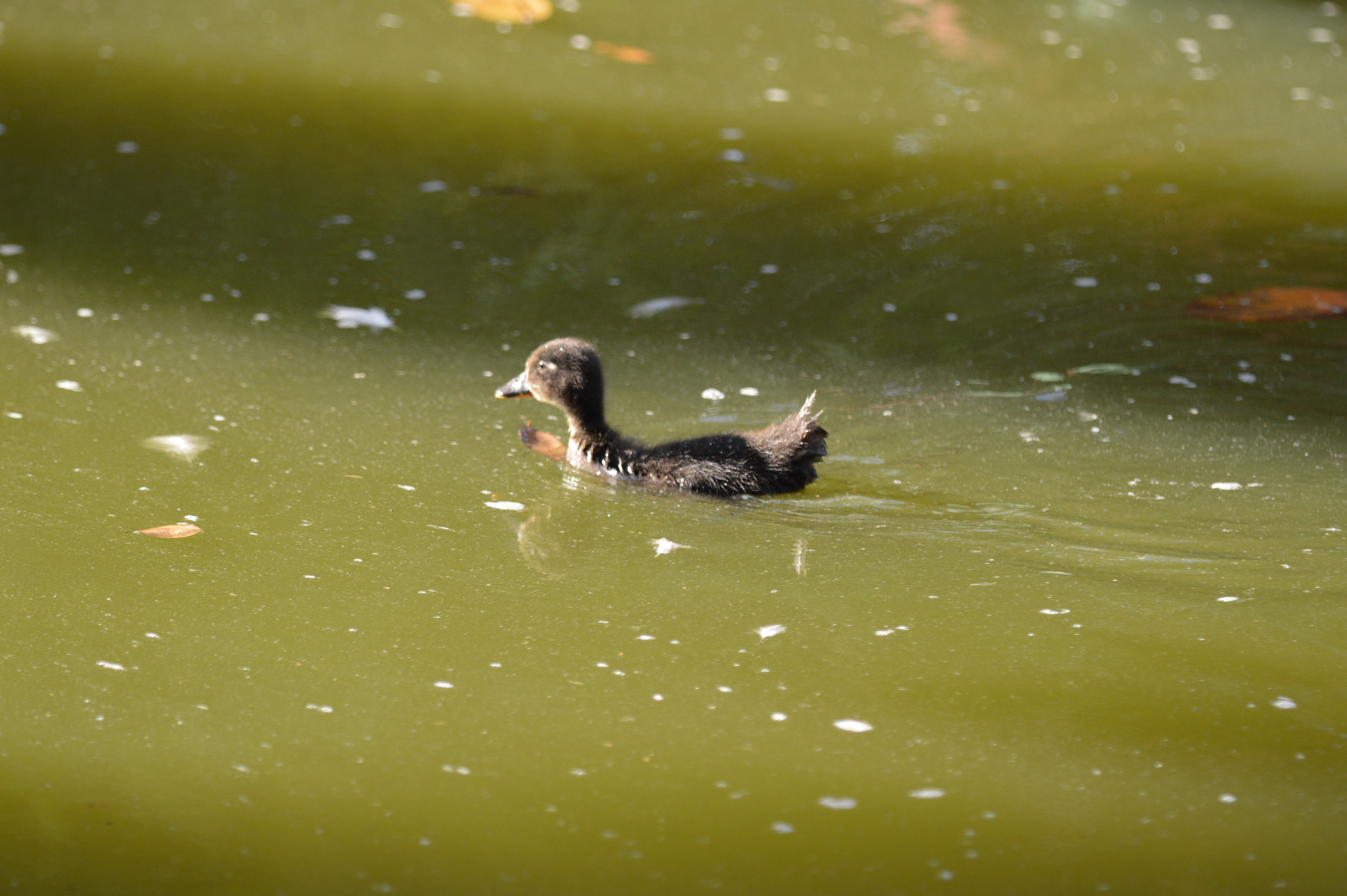 Nikon D3200 + Tamron SP AF 180mm F3.5 Di LD (IF) Macro sample photo. Duck photography