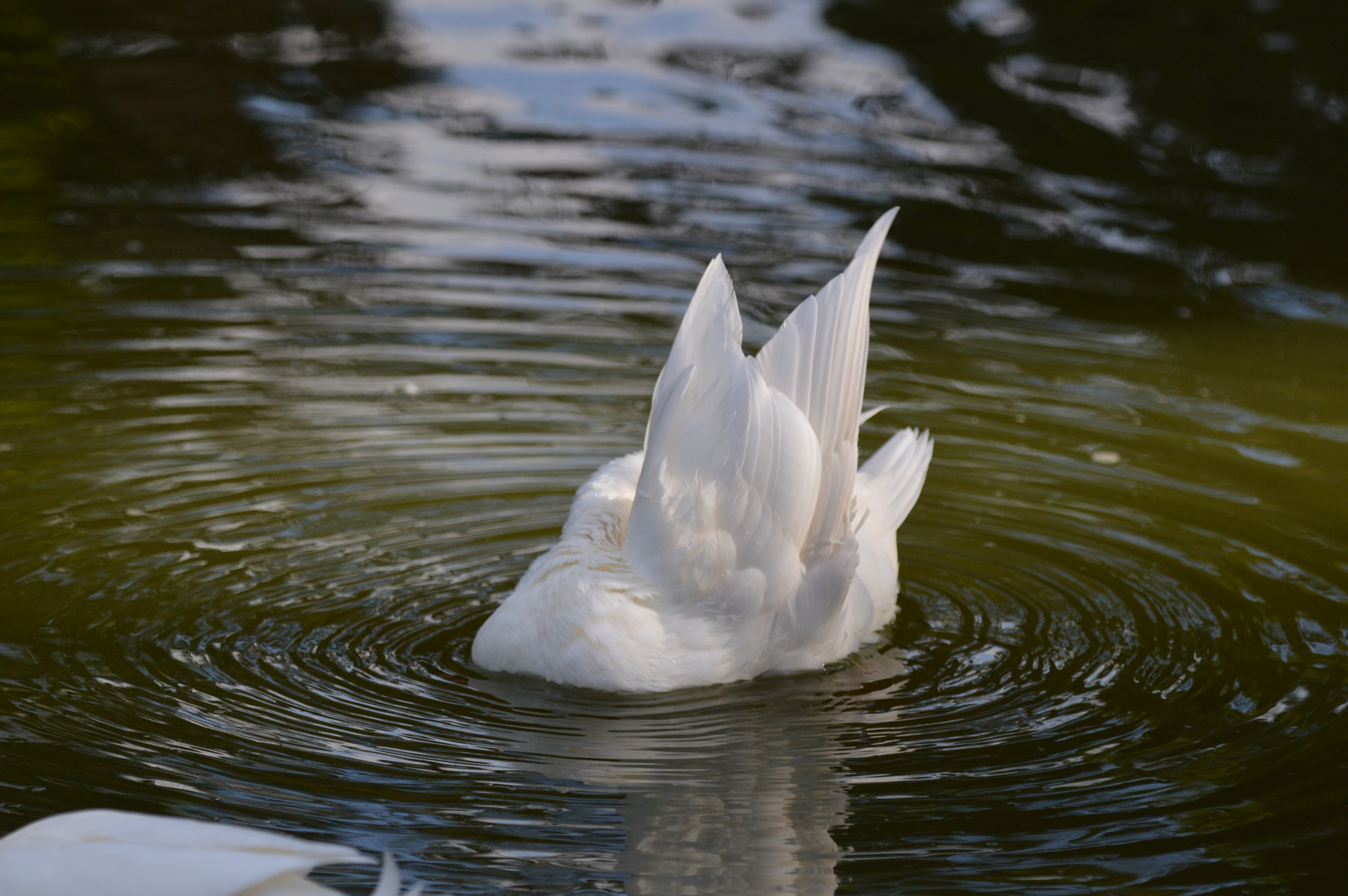Tamron SP AF 180mm F3.5 Di LD (IF) Macro sample photo. Goose photography