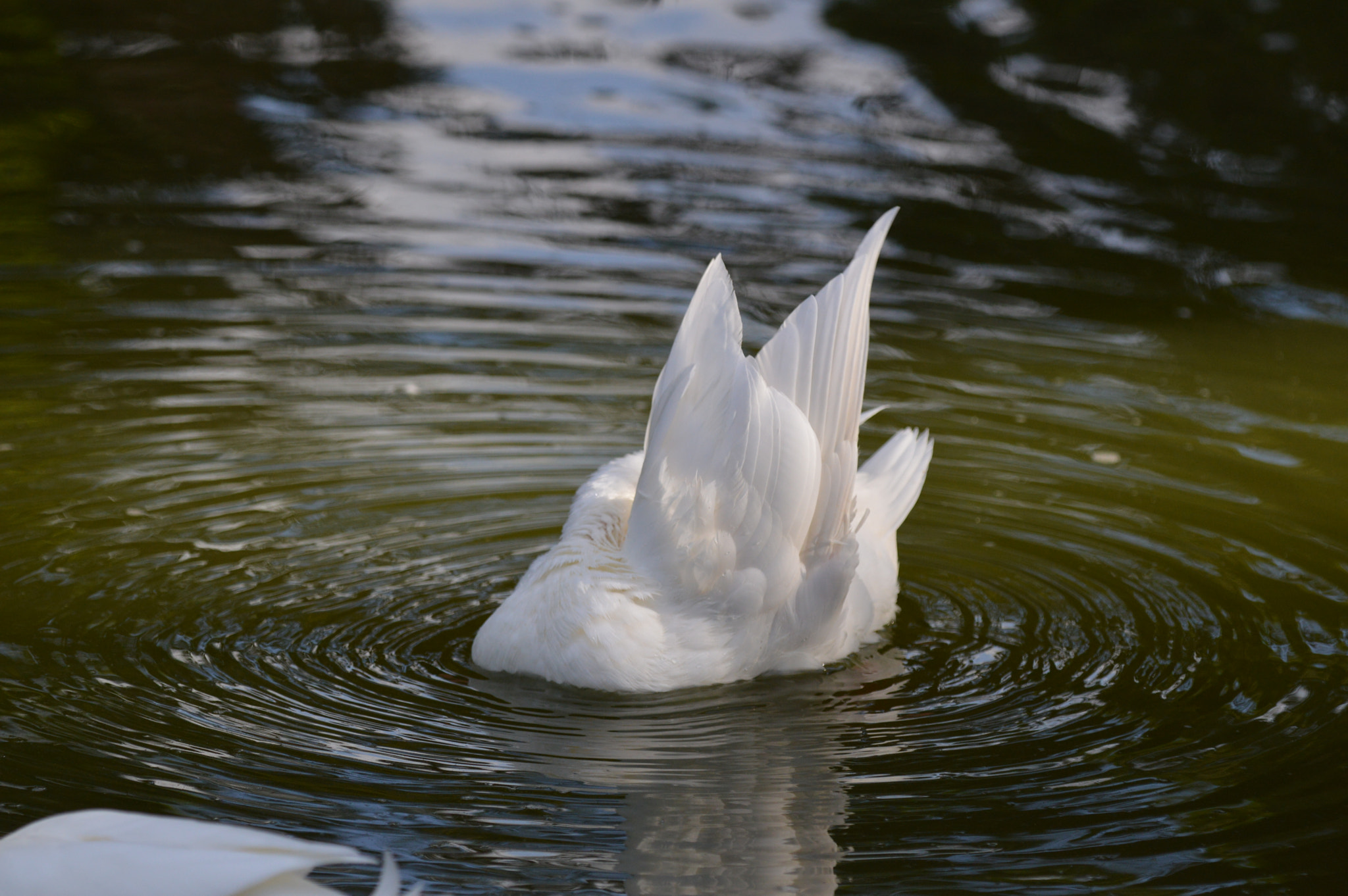 Nikon D3200 + Tamron SP AF 180mm F3.5 Di LD (IF) Macro sample photo. Goose photography