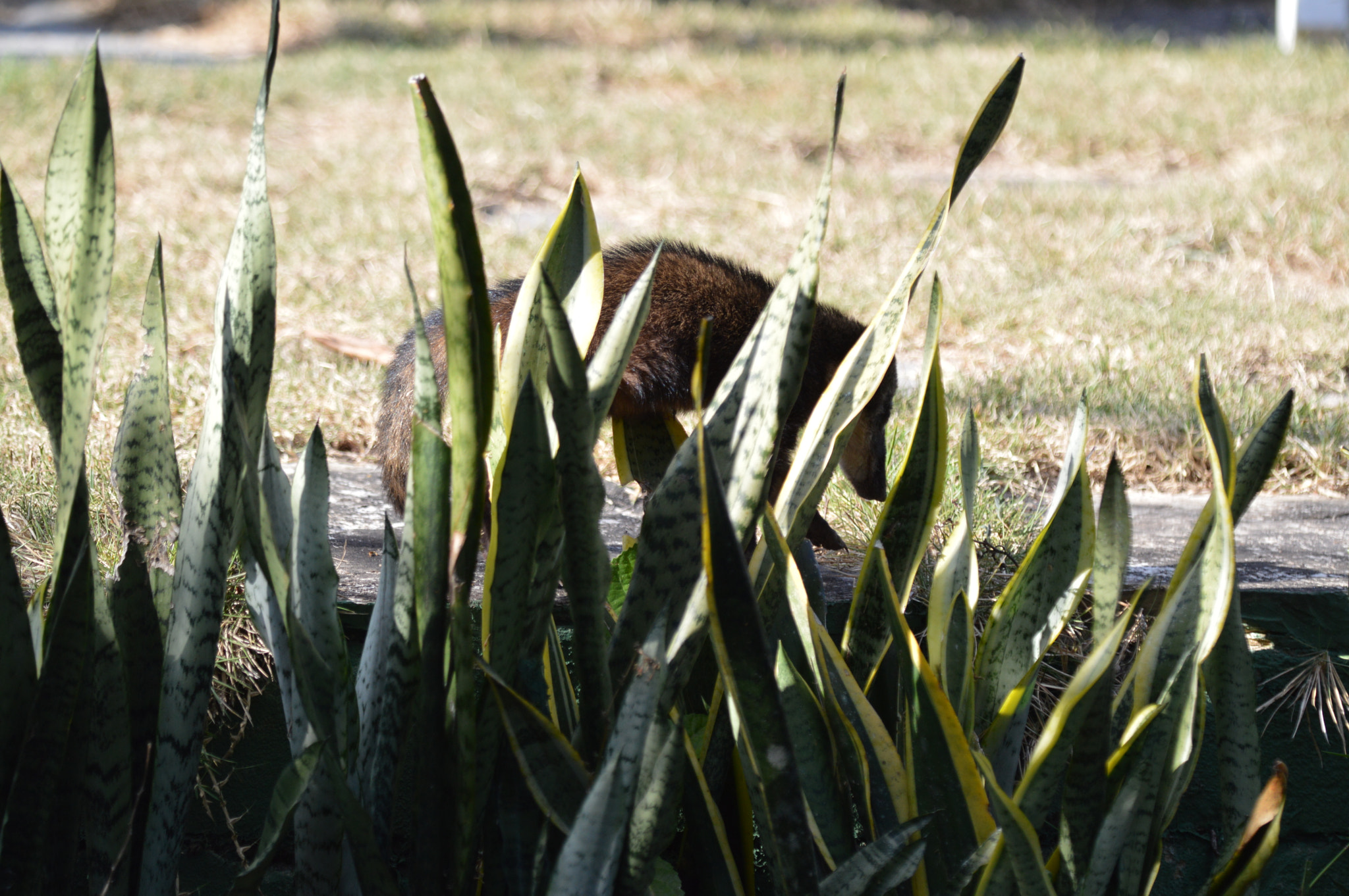 Nikon D3200 + Tamron SP AF 180mm F3.5 Di LD (IF) Macro sample photo. Raccoon photography