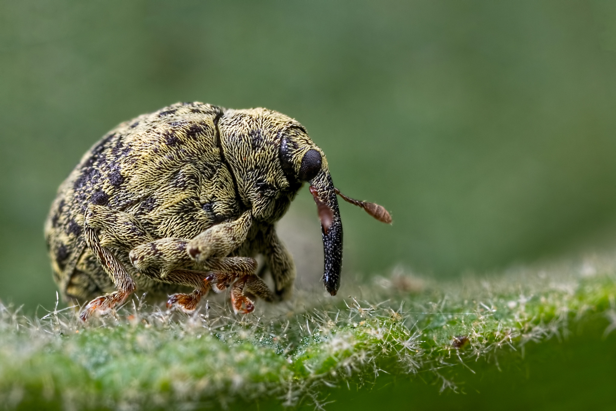 Canon EOS 760D (EOS Rebel T6s / EOS 8000D) + Canon MP-E 65mm F2.5 1-5x Macro Photo sample photo. Happy chappy :-) photography