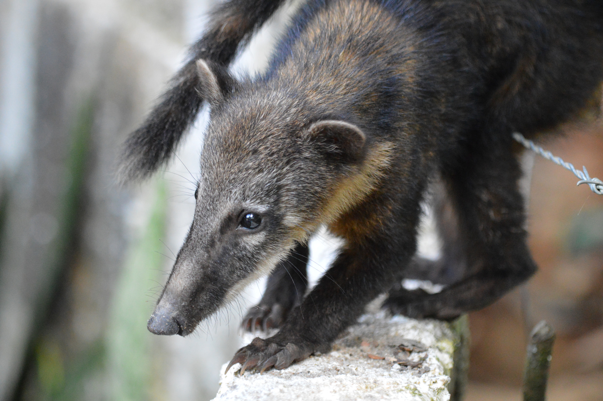 Nikon D3200 + Tamron SP AF 180mm F3.5 Di LD (IF) Macro sample photo. Wild animal photography