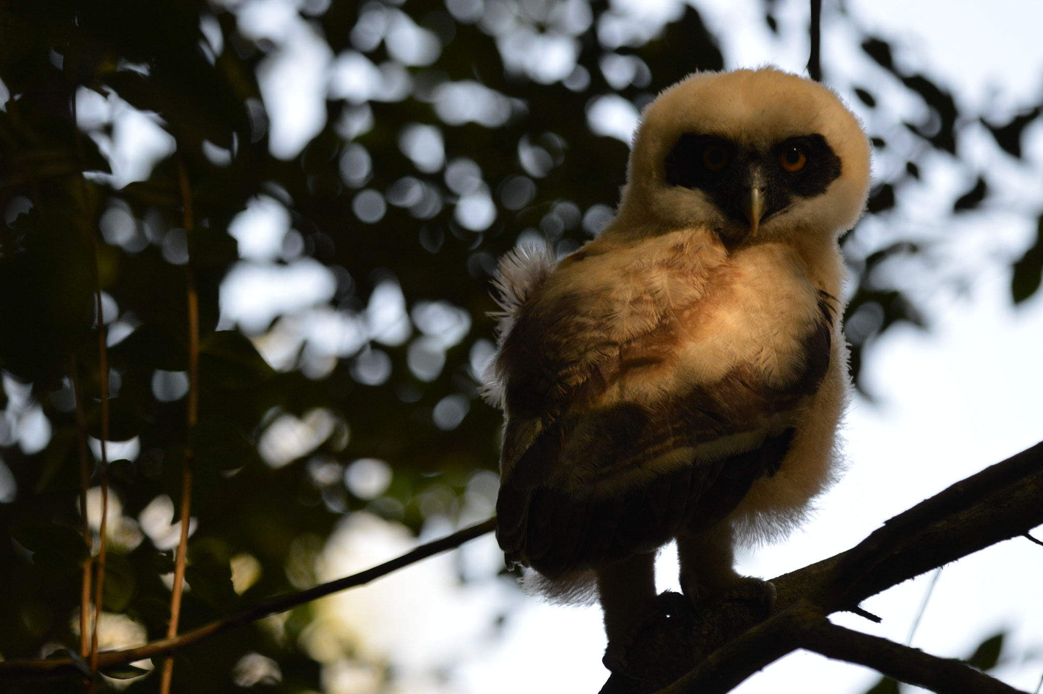 Tamron SP AF 180mm F3.5 Di LD (IF) Macro sample photo. Owl photography