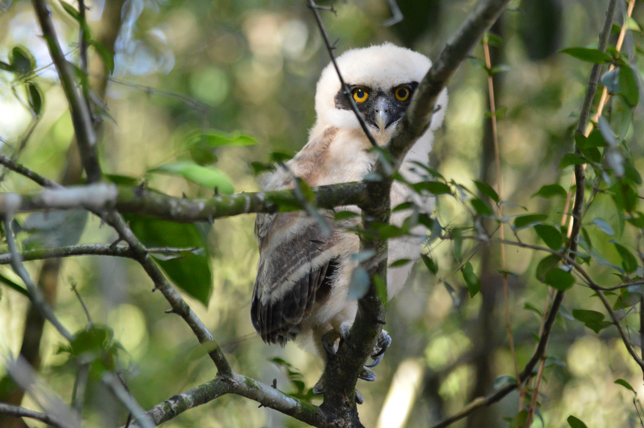 Nikon D3200 + Tamron SP AF 180mm F3.5 Di LD (IF) Macro sample photo. Owl photography