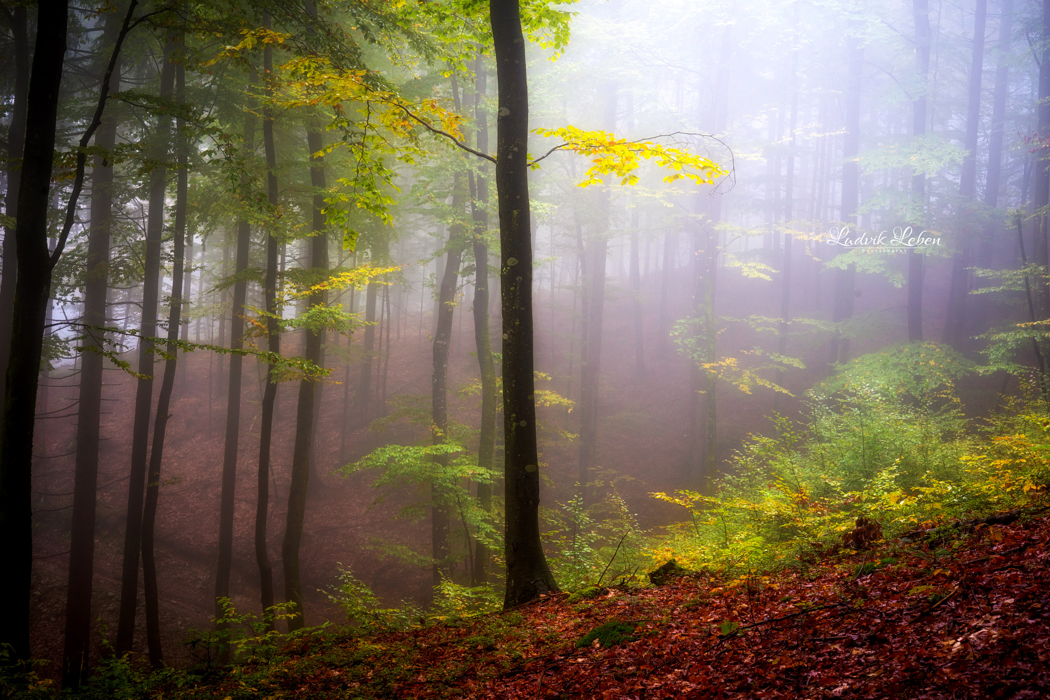 Sony a7 II + Sony 50mm F1.4 sample photo. Autumn love photography