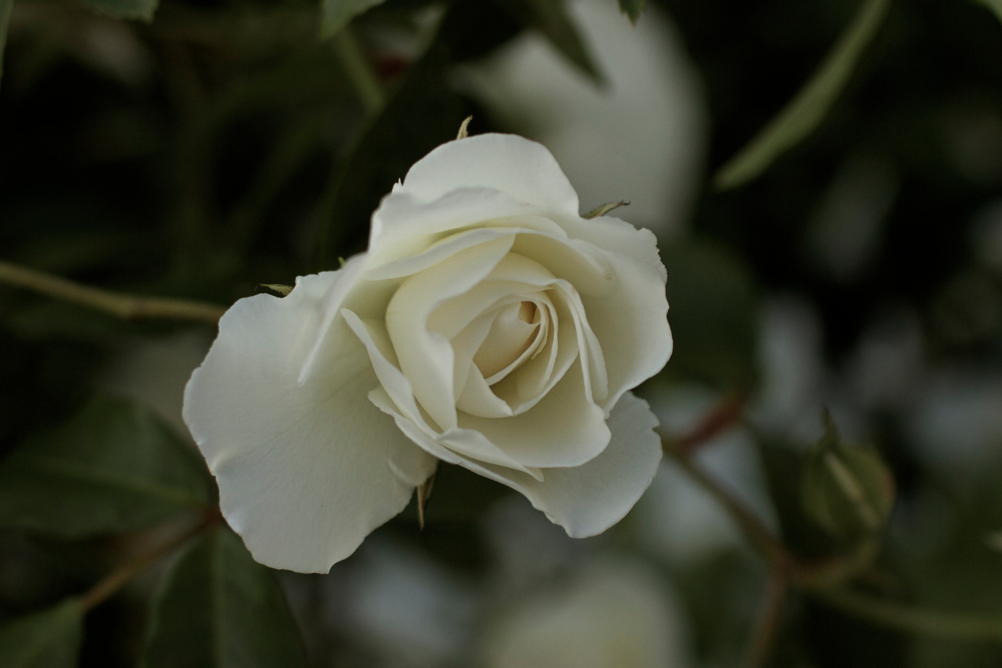 Canon EOS 7D + Canon EF 35mm F1.4L USM sample photo. White rose (4103) photography
