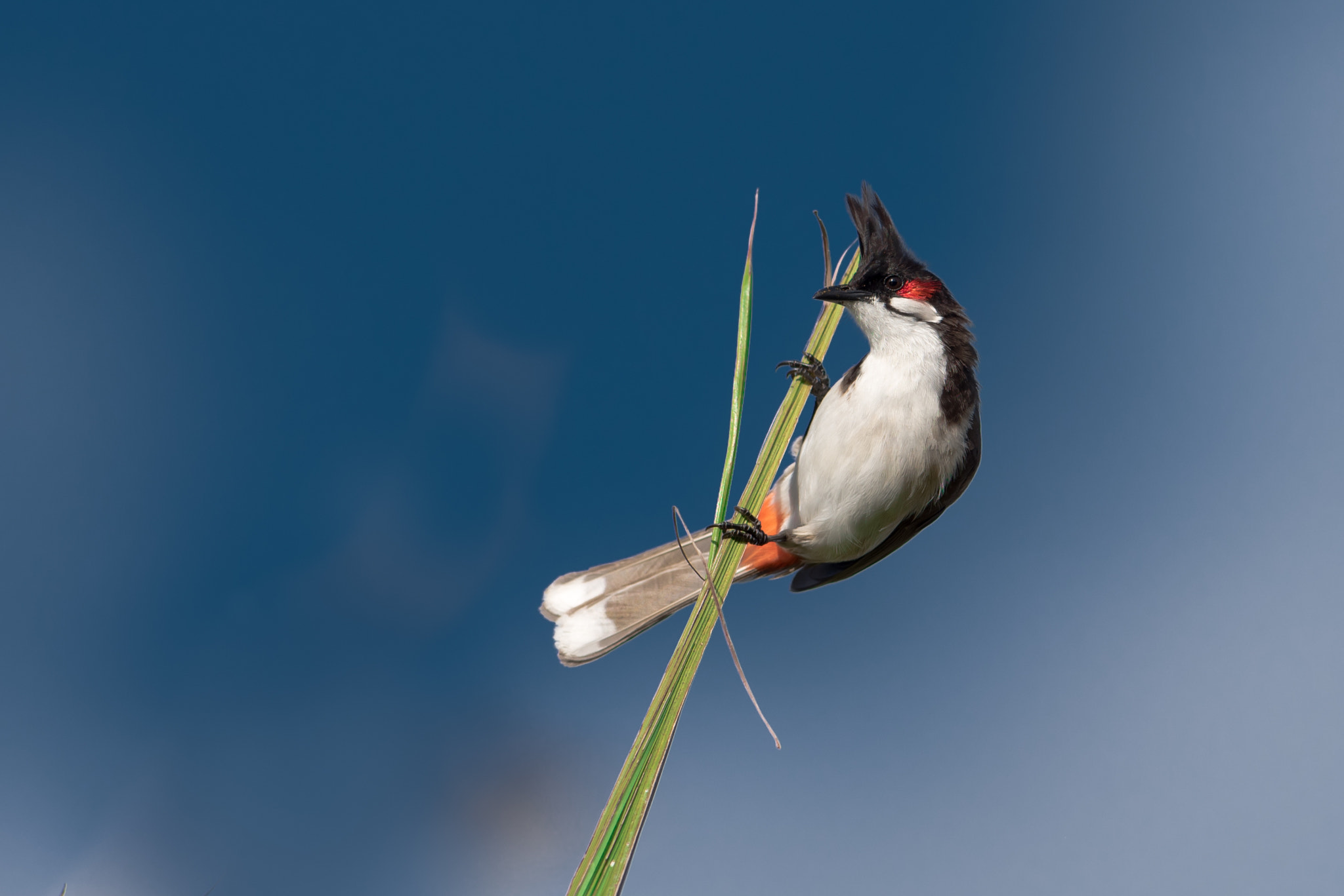 Nikon AF-S Nikkor 300mm F2.8G ED VR II sample photo. Merle maurice, or red-whiskered bulbul photography