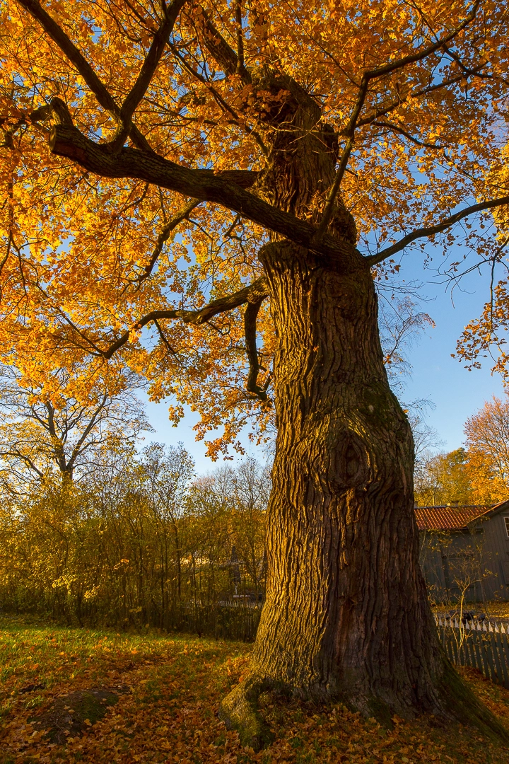 Sony a7 + Sigma 20mm F1.4 DG HSM Art sample photo