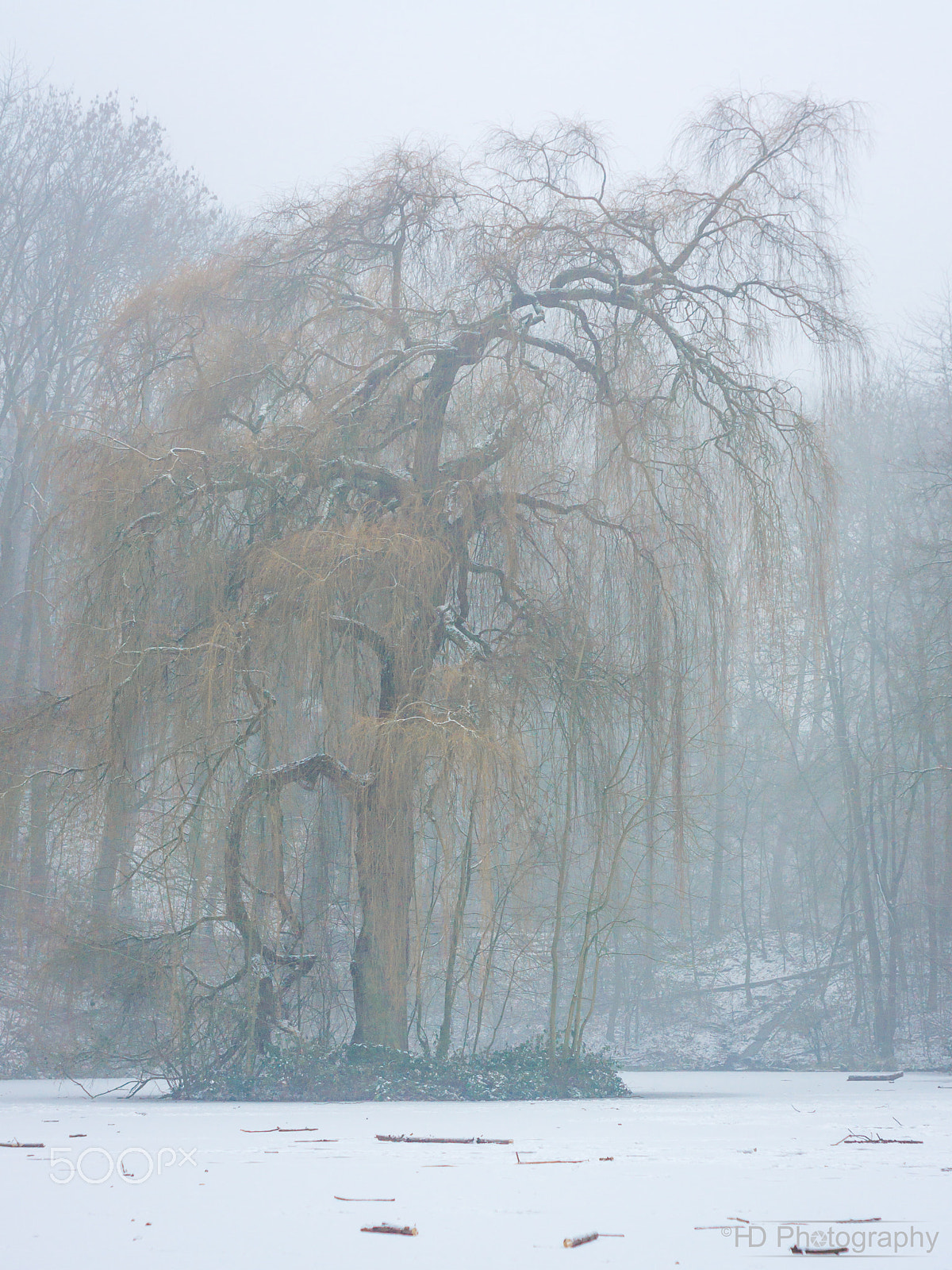 Sony Alpha DSLR-A700 + Minolta AF 50mm F1.7 sample photo. Winter willow photography