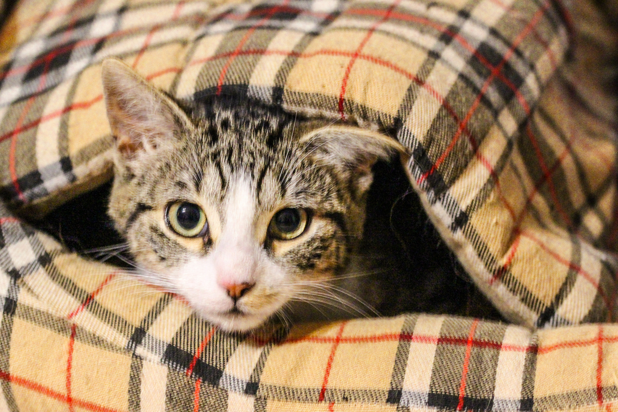Sigma 105mm F2.8 EX DG OS HSM sample photo. Cat in the basket of the dog! photography