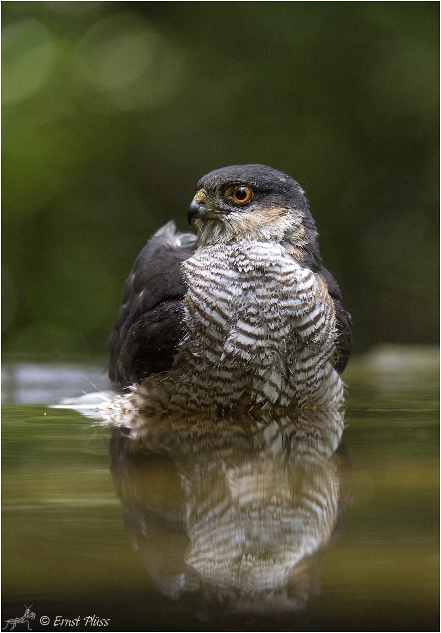 Nikon D5 sample photo. Eurasian sparrowhawk photography