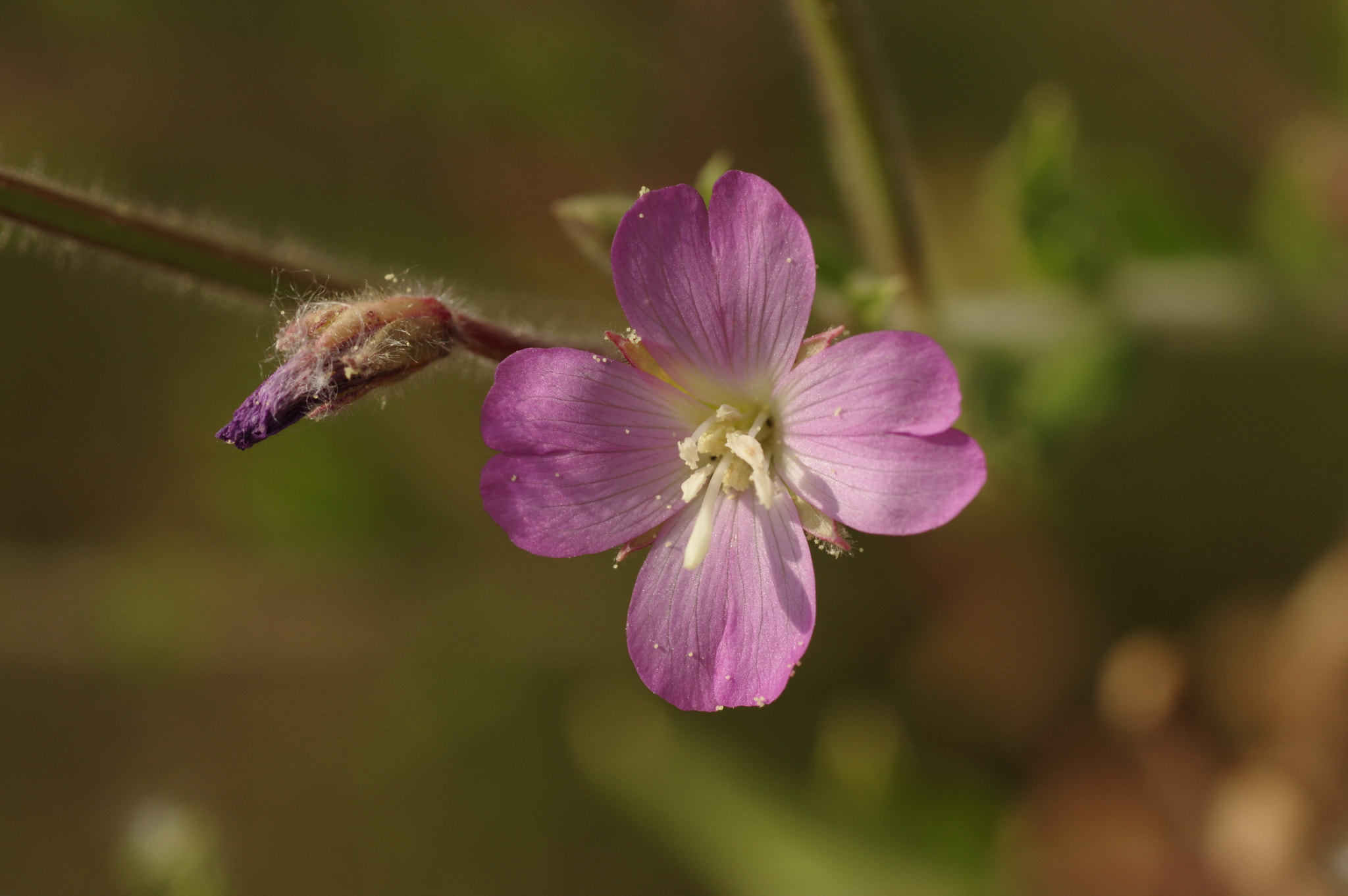 Pentax K-3 + Tamron SP AF 90mm F2.8 Di Macro sample photo. Bosco autunno photography