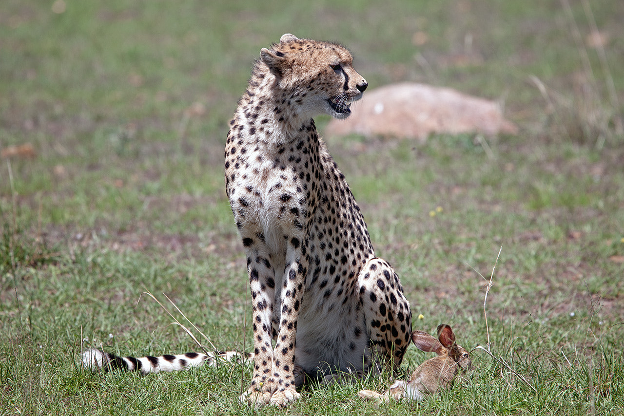 Canon EOS-1Ds Mark III + Canon EF 400mm F4.0 DO IS USM sample photo. Chita photography