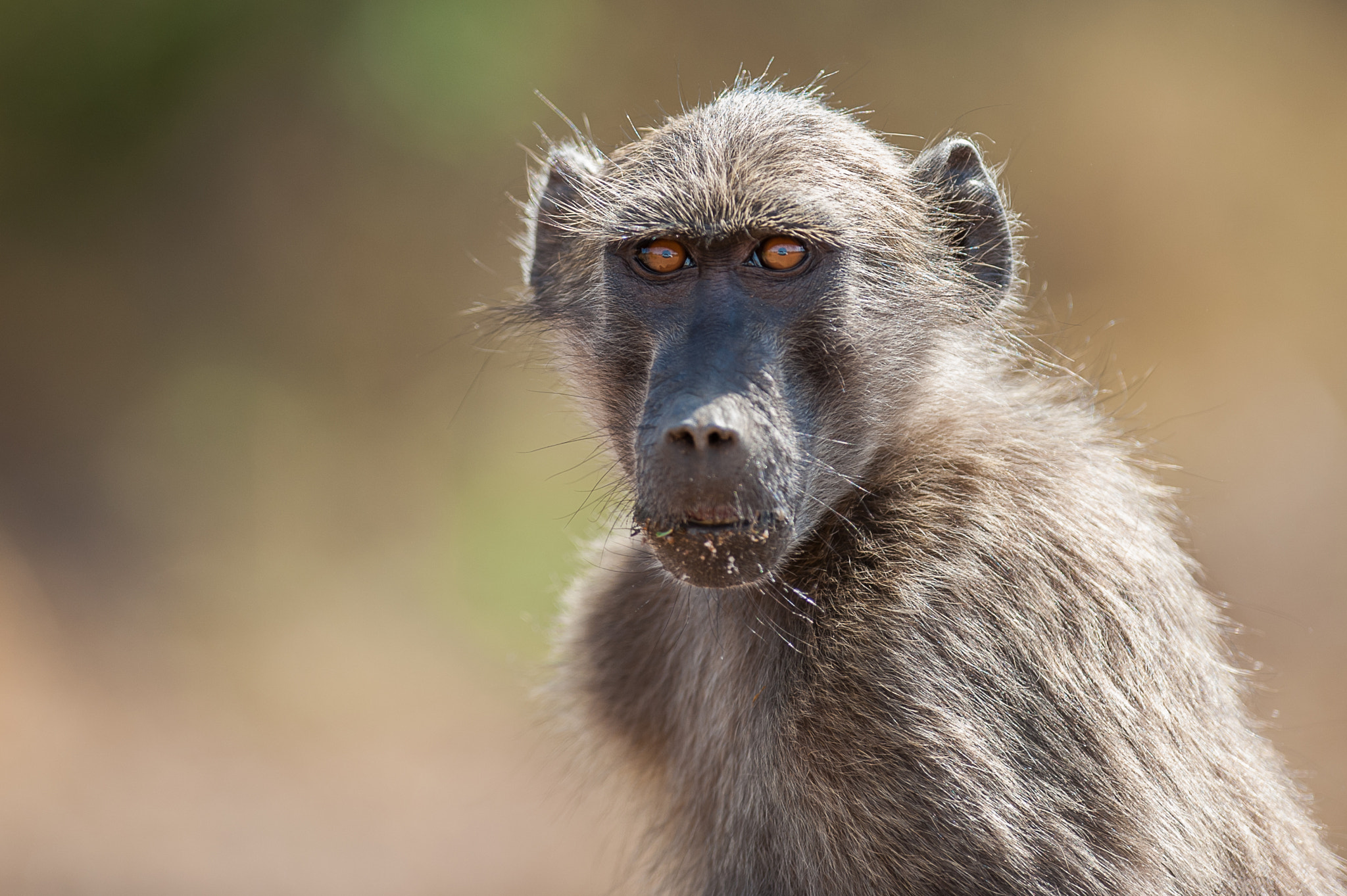 Nikon AF-S Nikkor 300mm F2.8G ED VR II sample photo. Baboon portrait photography