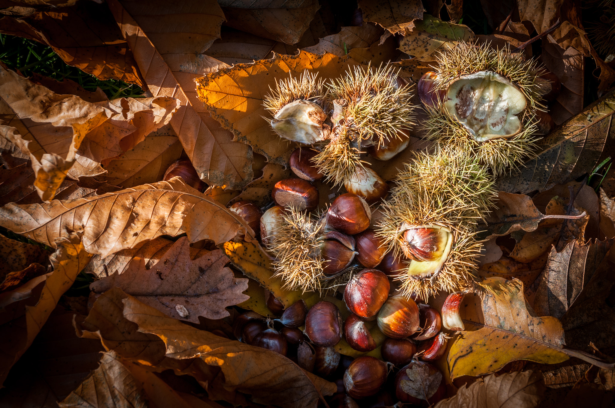 Pentax K-7 sample photo. Hdr edit photography