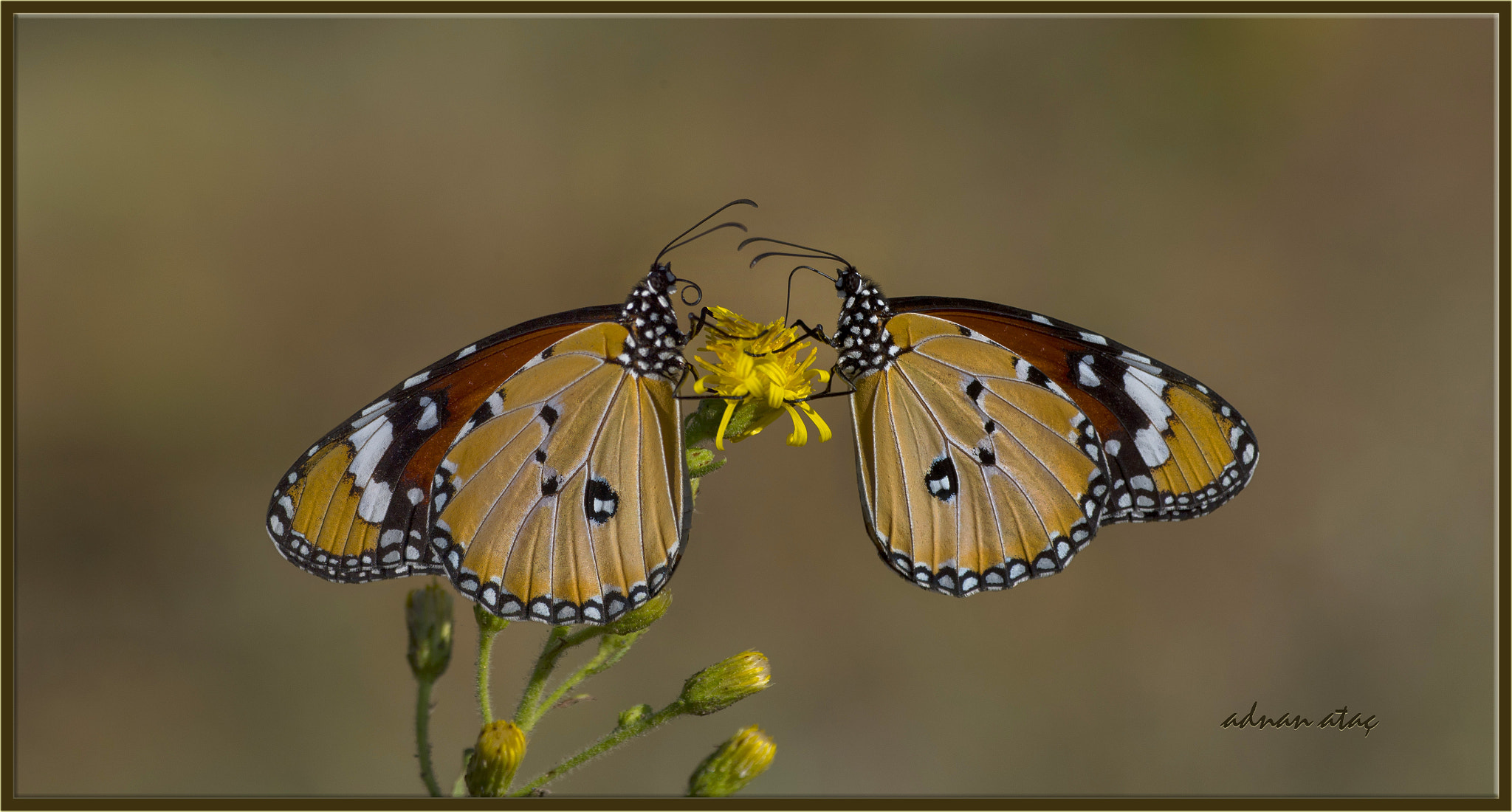 Nikon D5 sample photo. Sultan kelebeği - danaus chrysippus - african queen photography