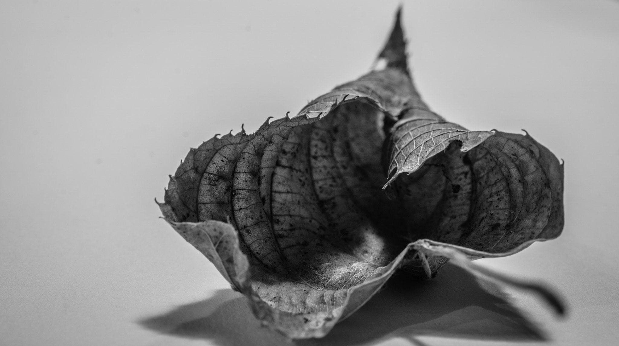 Sony FE 50mm F2.8 Macro sample photo. Dry leaf photography