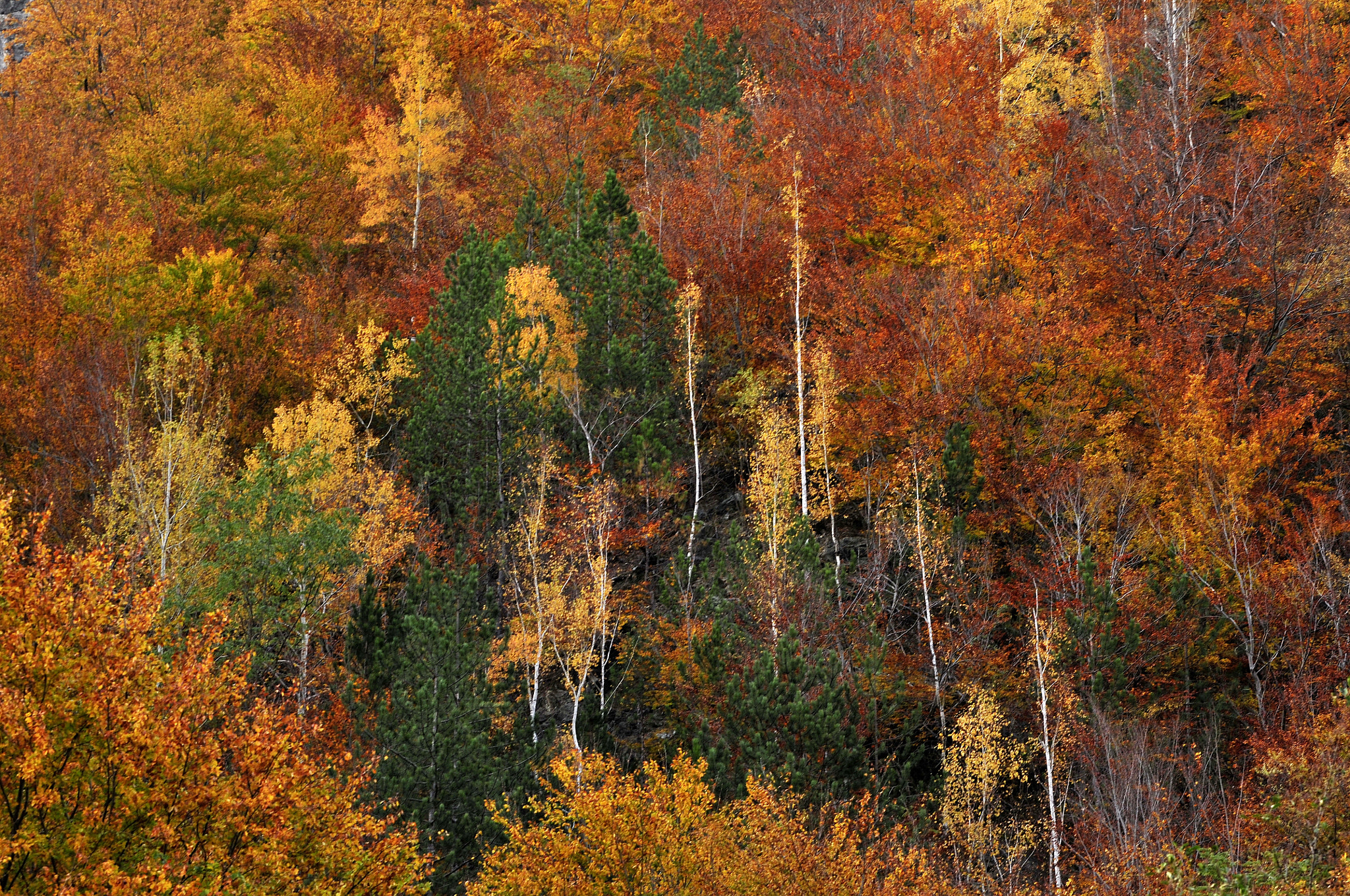 Nikon D300S sample photo. Cerna valley photography