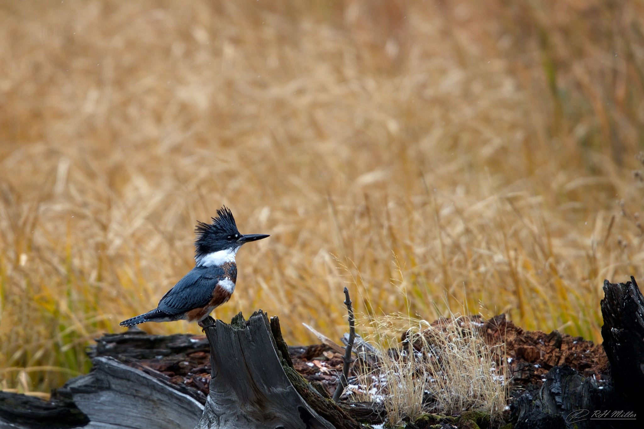 Canon EF 600mm F4L IS II USM sample photo. Morning hair photography