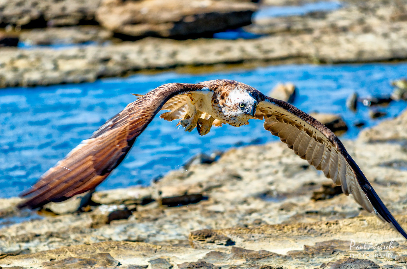 Nikon AF-S Nikkor 70-200mm F4G ED VR sample photo. Osprey photography