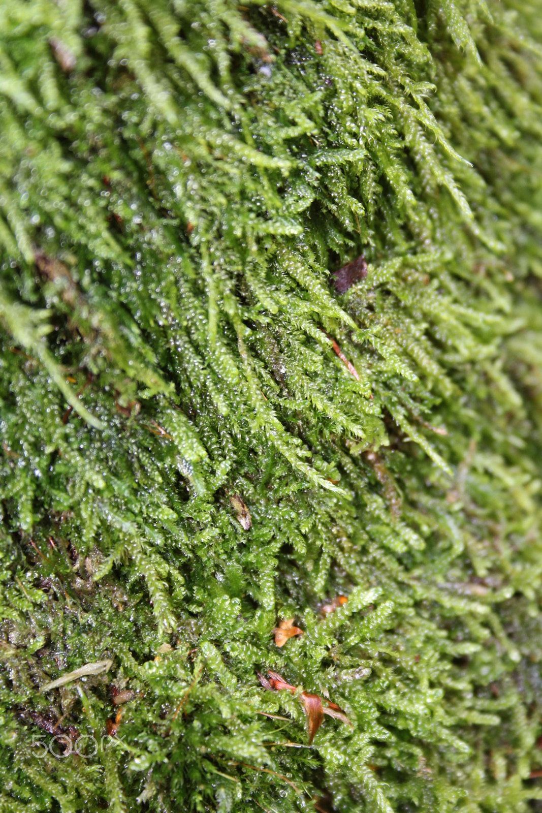 Canon EF-S 18-55mm F3.5-5.6 II sample photo. Img photography