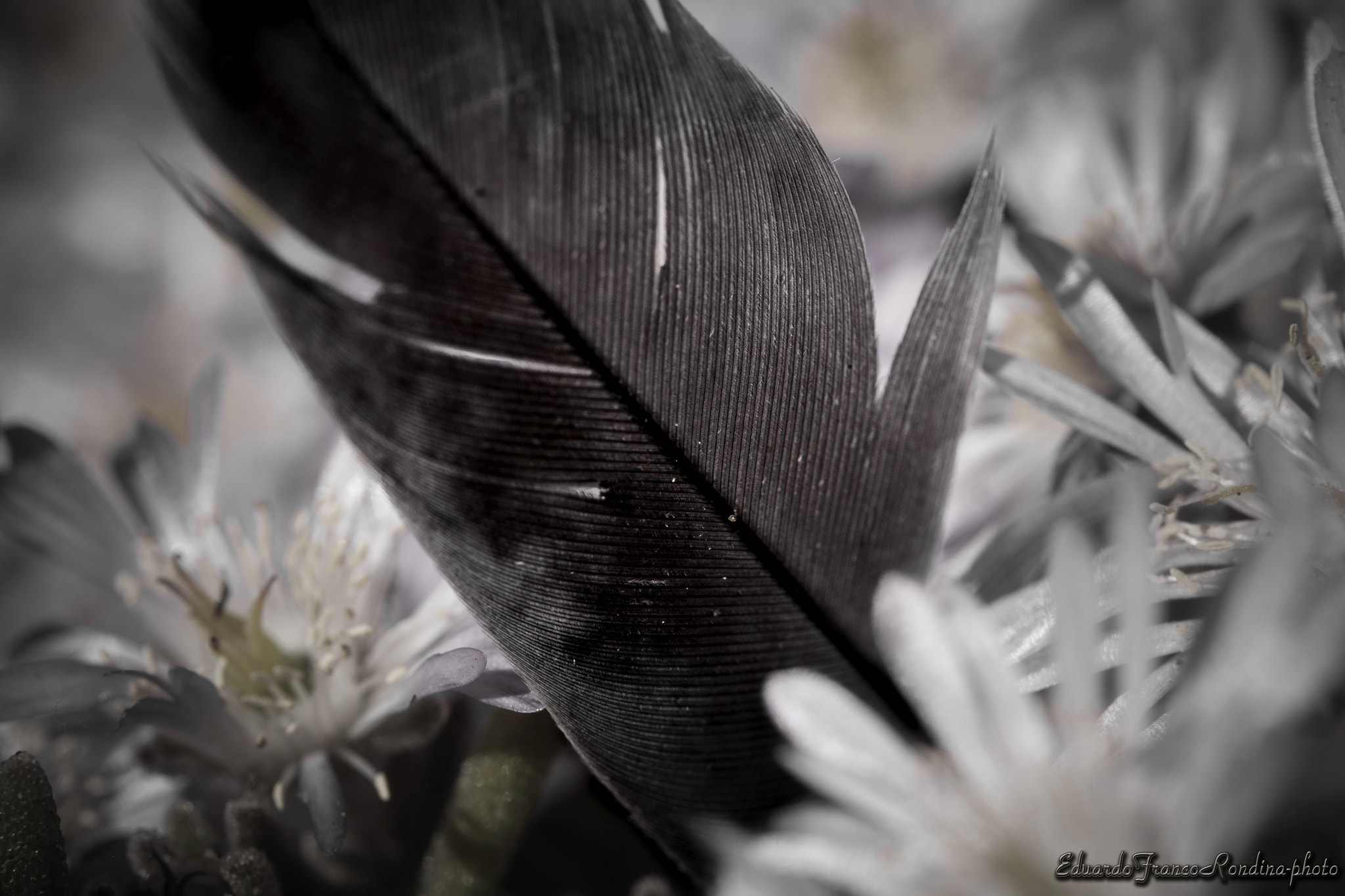 Canon EF-S 60mm F2.8 Macro USM sample photo. Little composition... photography
