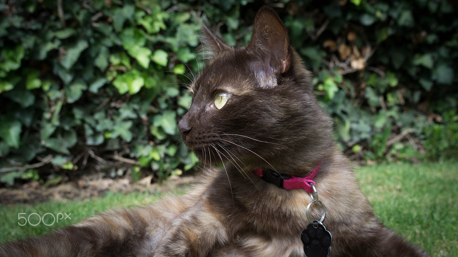 E 18-50mm F4-5.6 sample photo. Choco photography