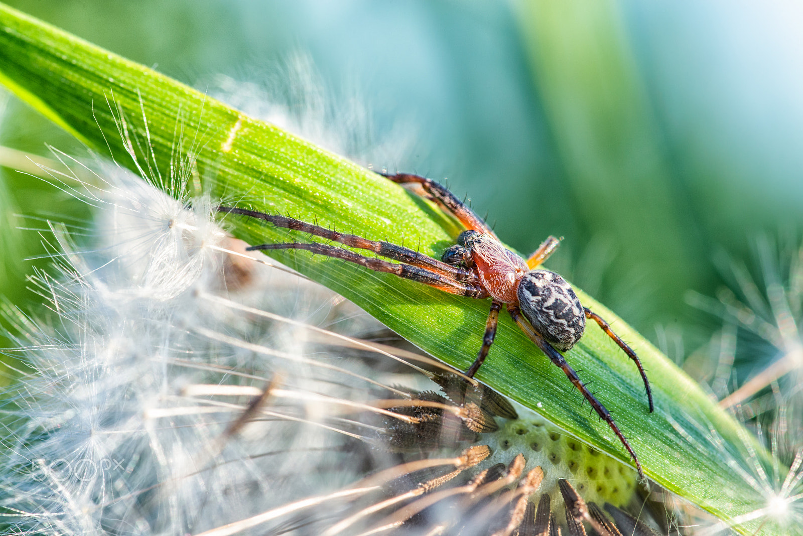 Nikon D600 + Tokina AT-X Pro 100mm F2.8 Macro sample photo. Spider 1 photography